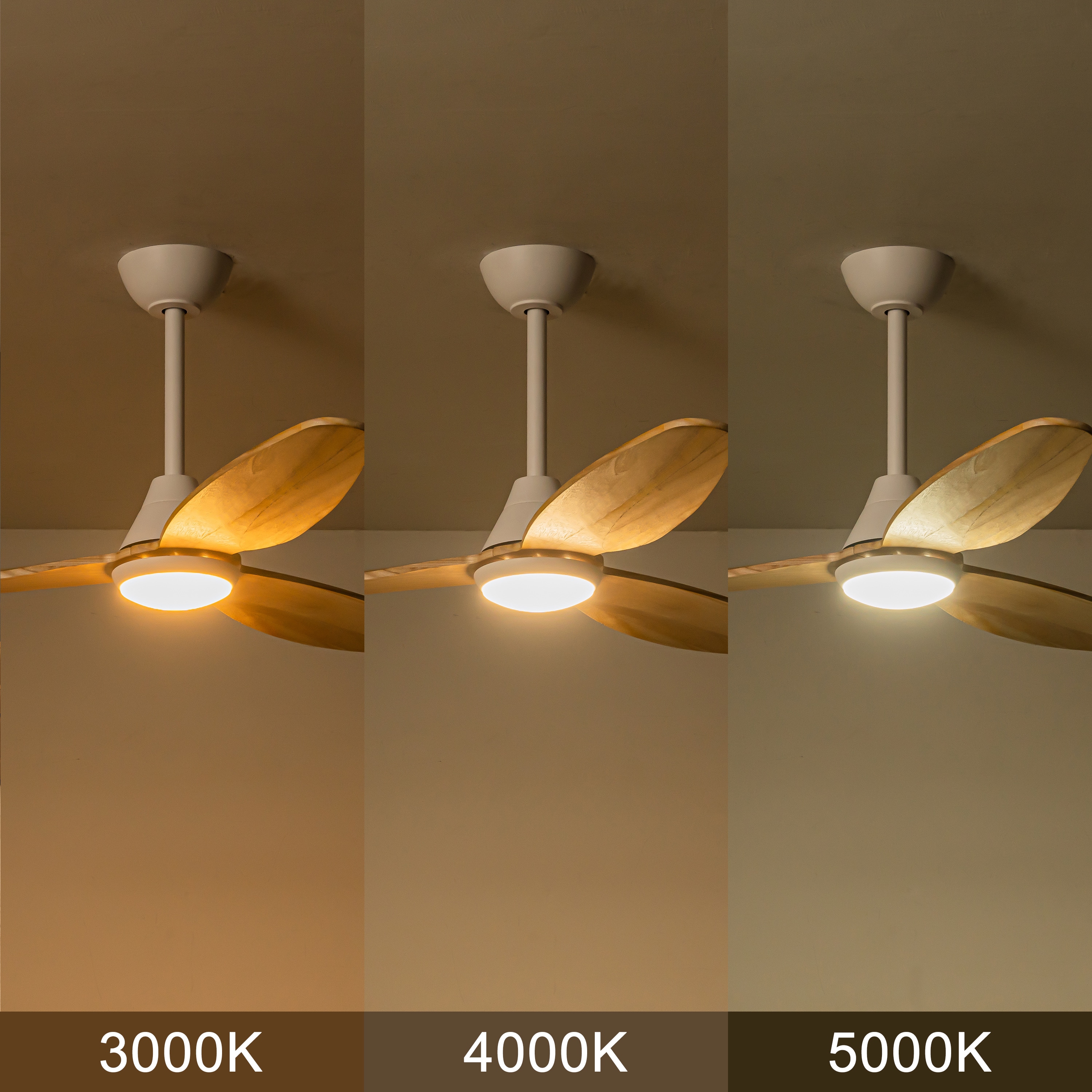 C Cattleya LCA2434-CF Ceiling-Fans - View #3