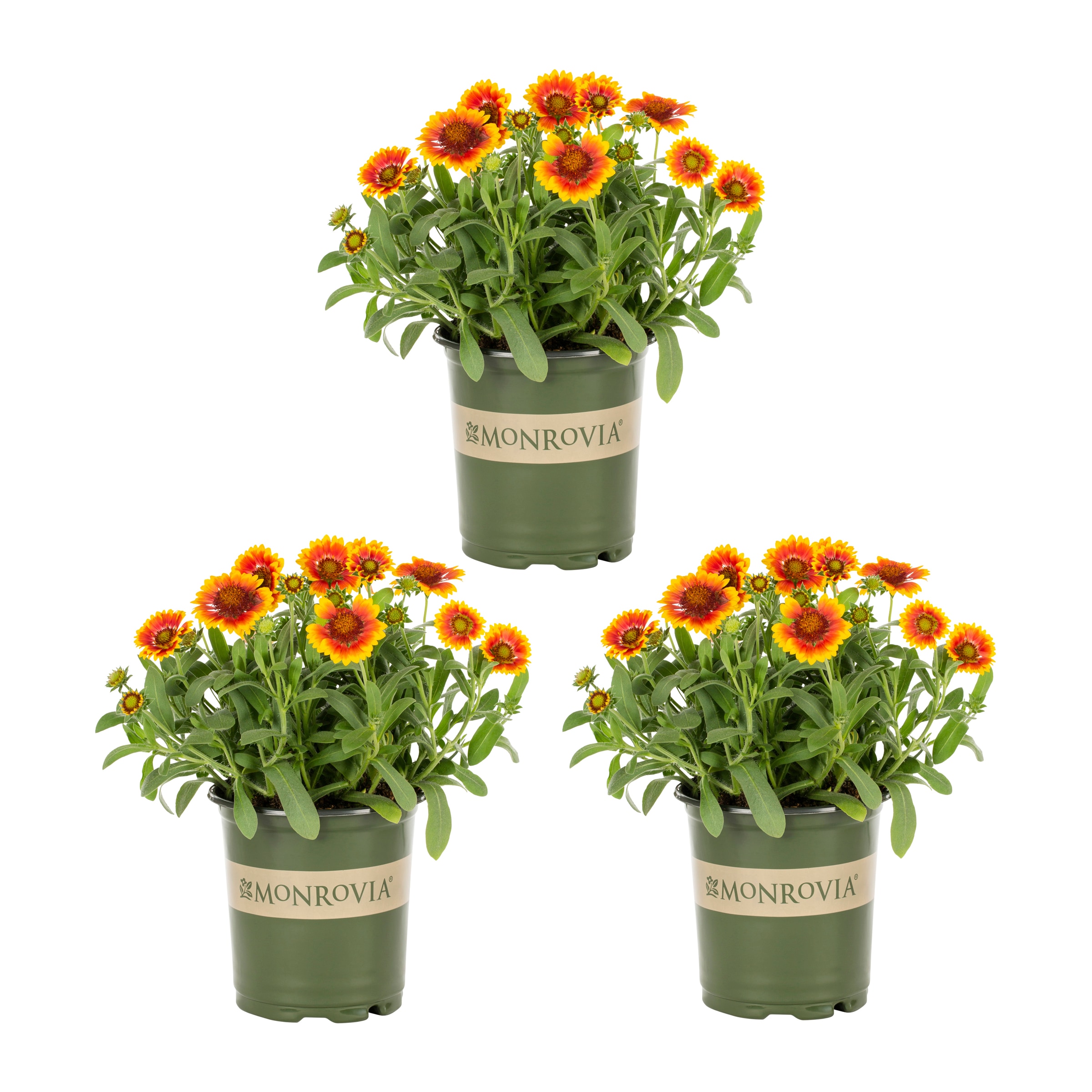 Monrovia 4984 Orange Blanketflower Plant in 2 -Quart Pot 3.0 -Pack