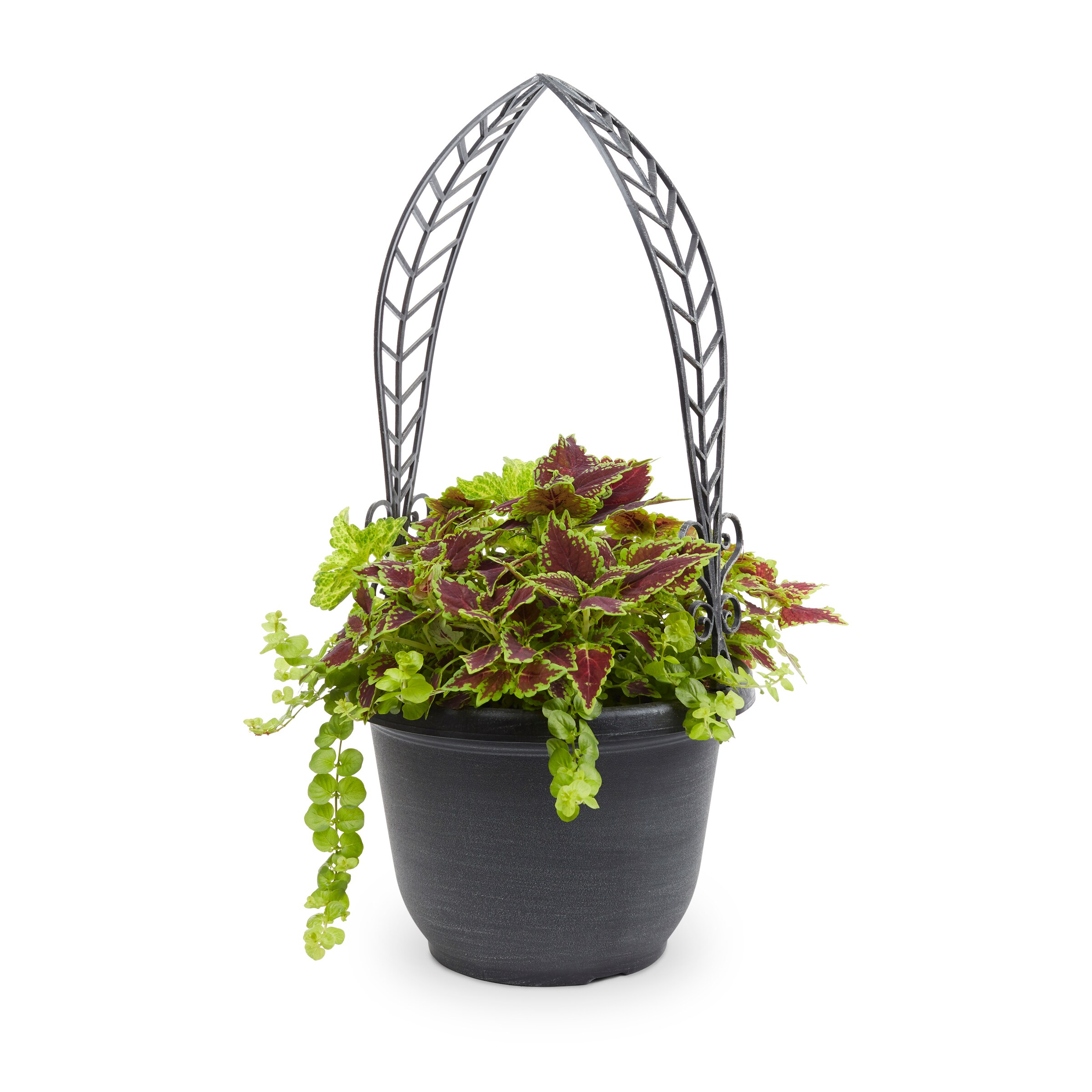 Lowe's NURSERY Multicolor Mixed Annuals Combinations Planter