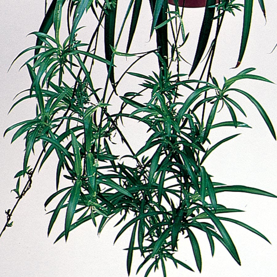 Lowe's NURSERY Spider Plant House Plant