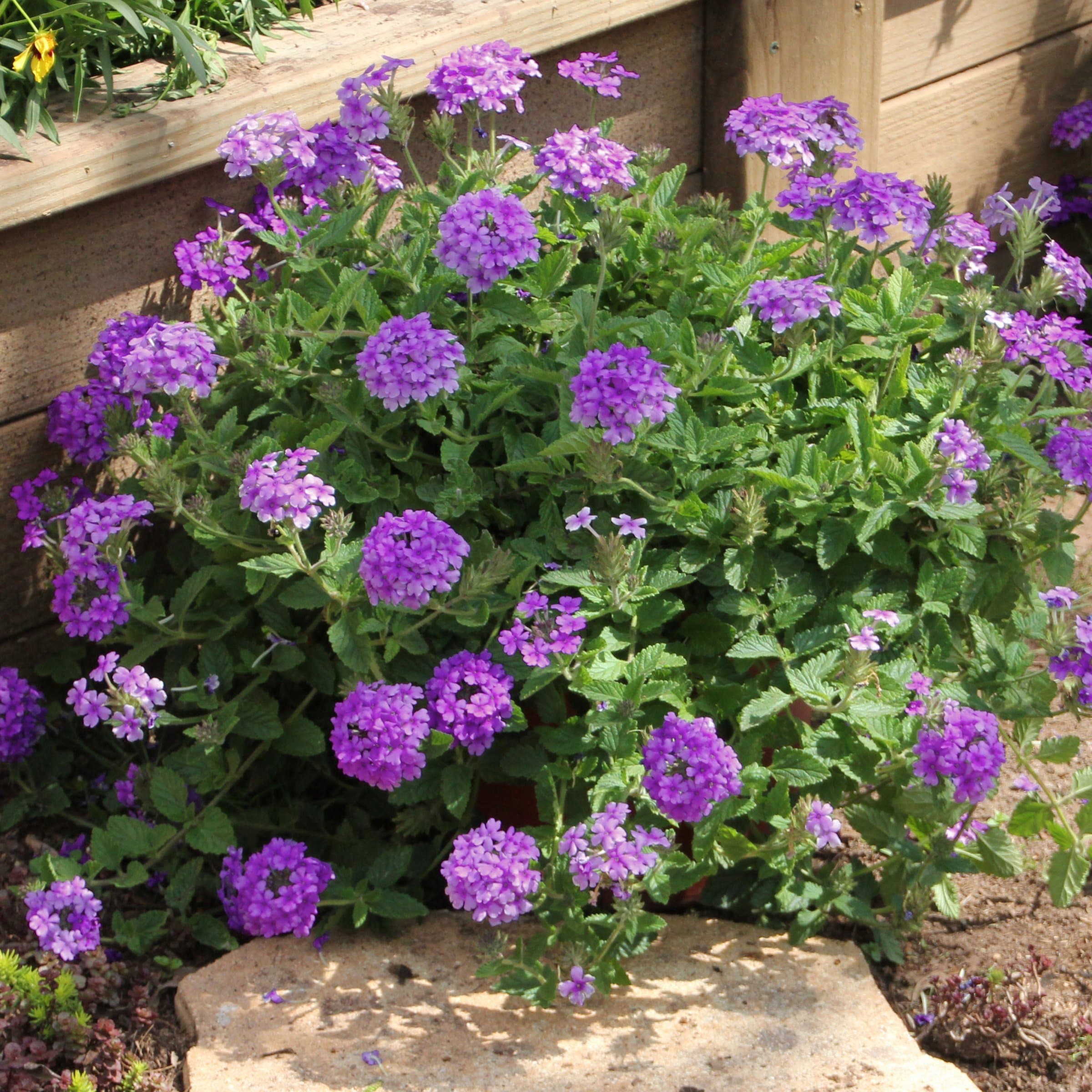 National Plant Network LW2190 annuals - View #5
