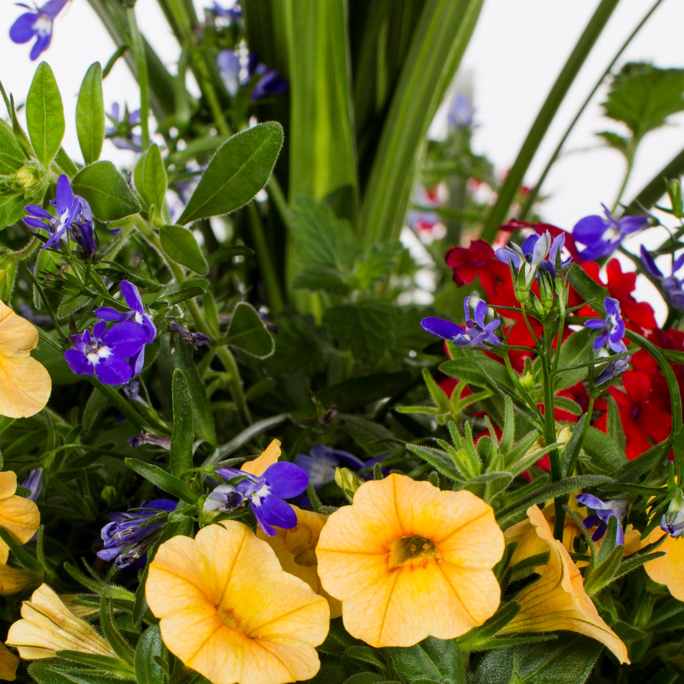 Ready Refill NURSERY annuals - View #2