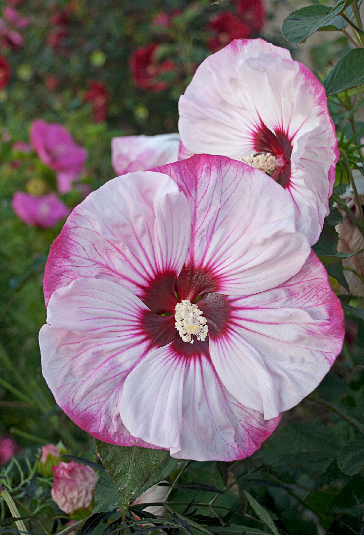 Lowe's NURSERY Multicolor Hibiscus Plant in 2-Quart Pot