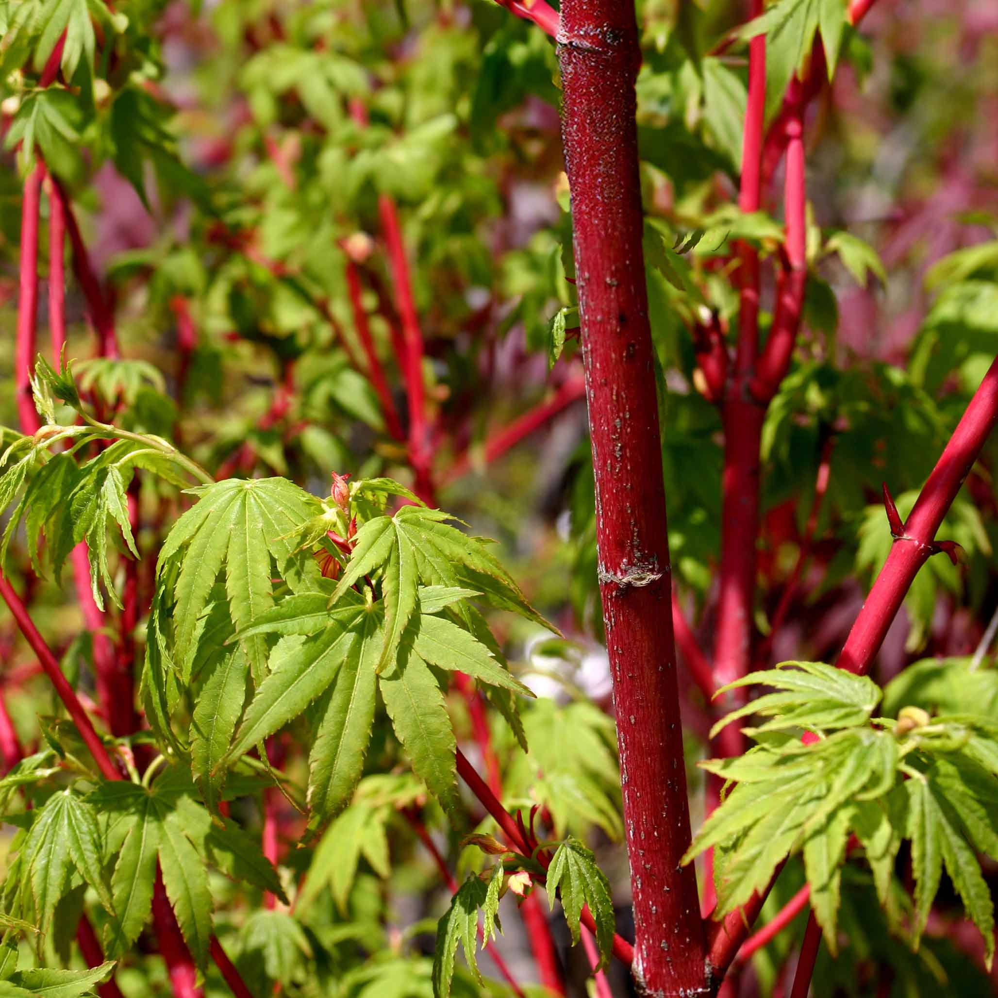 The Sill 3 -Gallon Feature Coral Bark Japanese Maple Tree (Senkaki ...