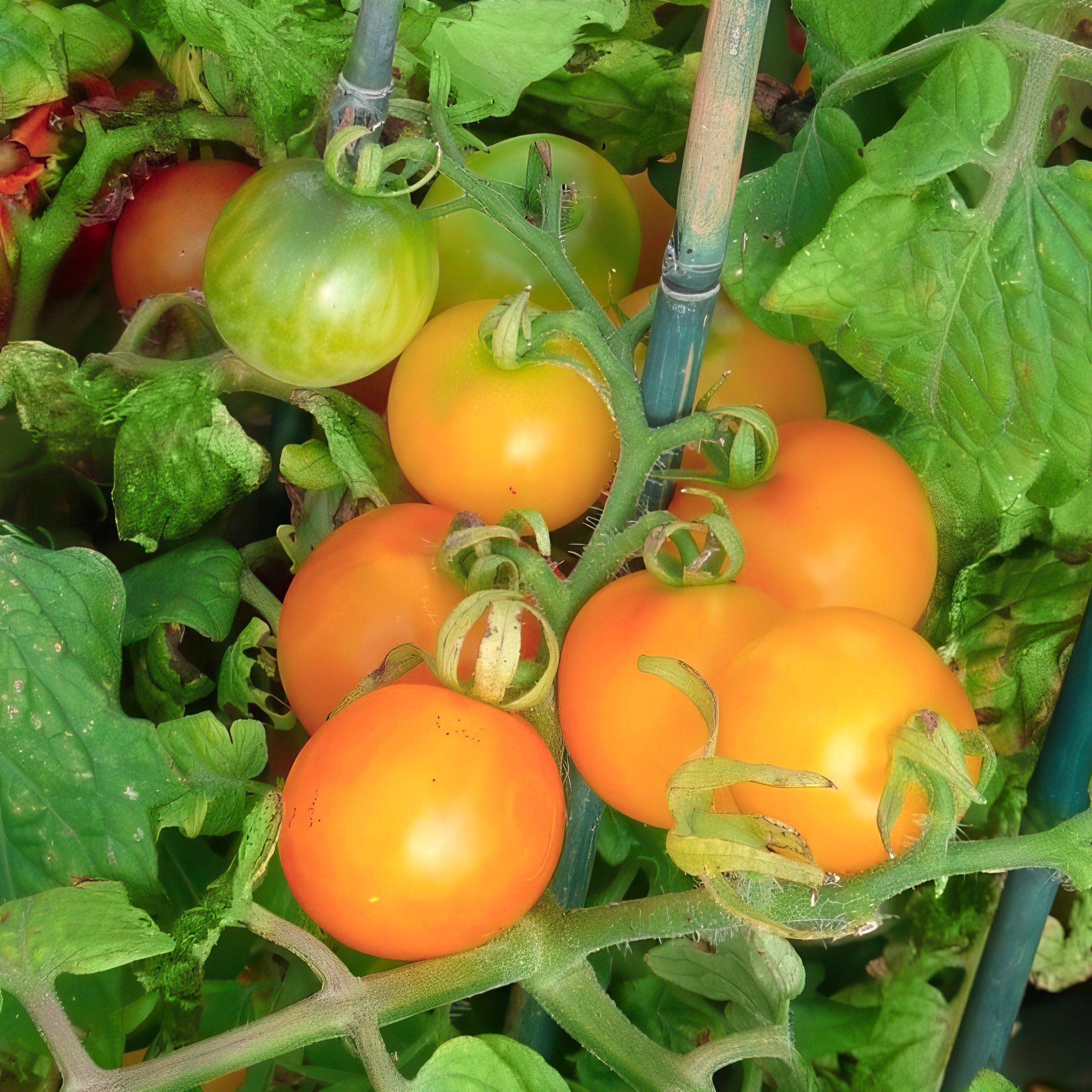 National Plant Network LW2266 Vegetable-Plants - View #5