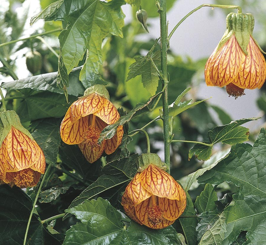 Flowering maple hotsell