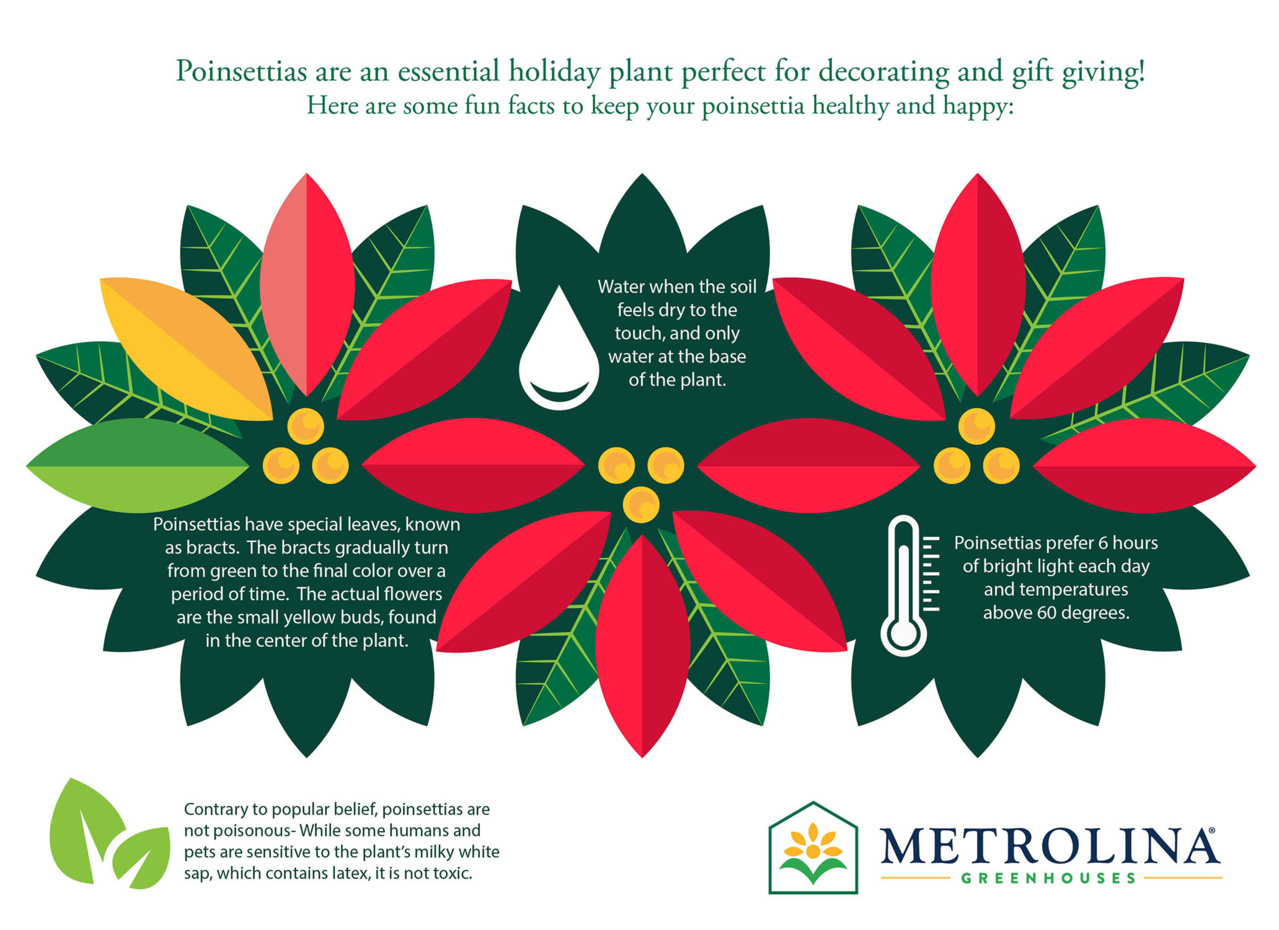 Metrolina Greenhouses 4392 Fresh-Cut-Christmas-Decorations - View #6