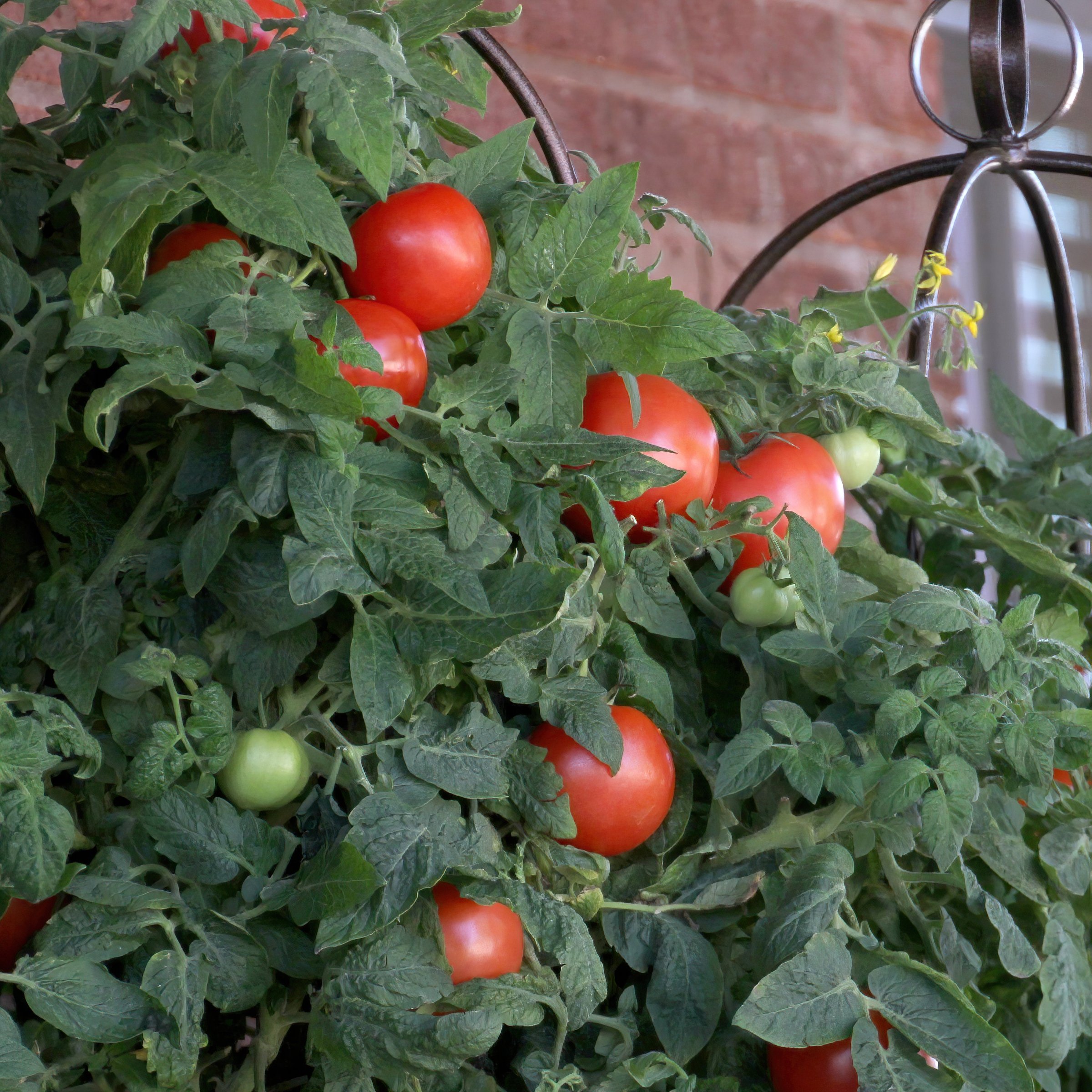 National Plant Network LW2175 Vegetable-Plants - View #3