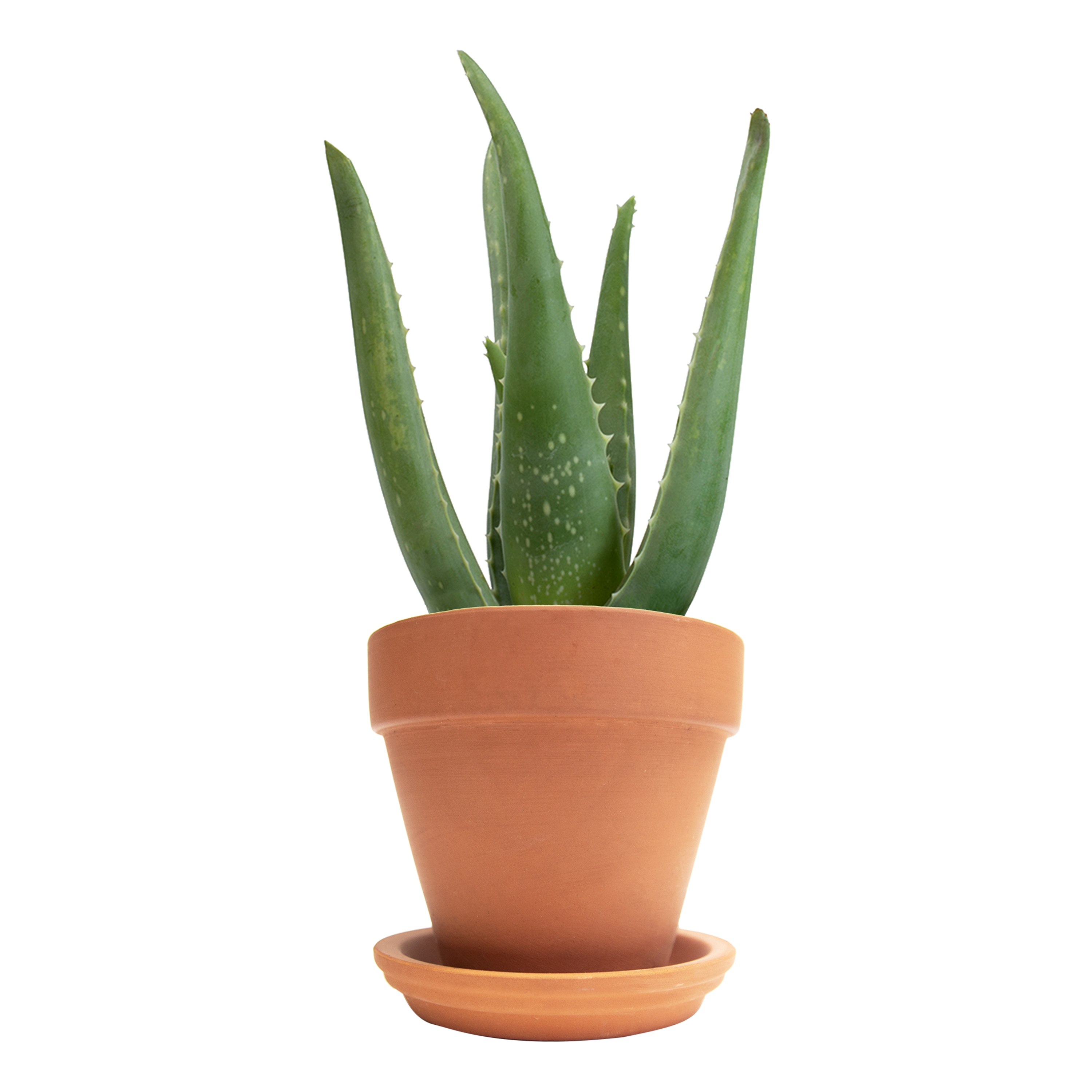 sygdom delikatesse missil Shop Pennington Aloe Vera with 4-in W x 4-in H Terracotta Clay Planter and  Saucer at Lowes.com