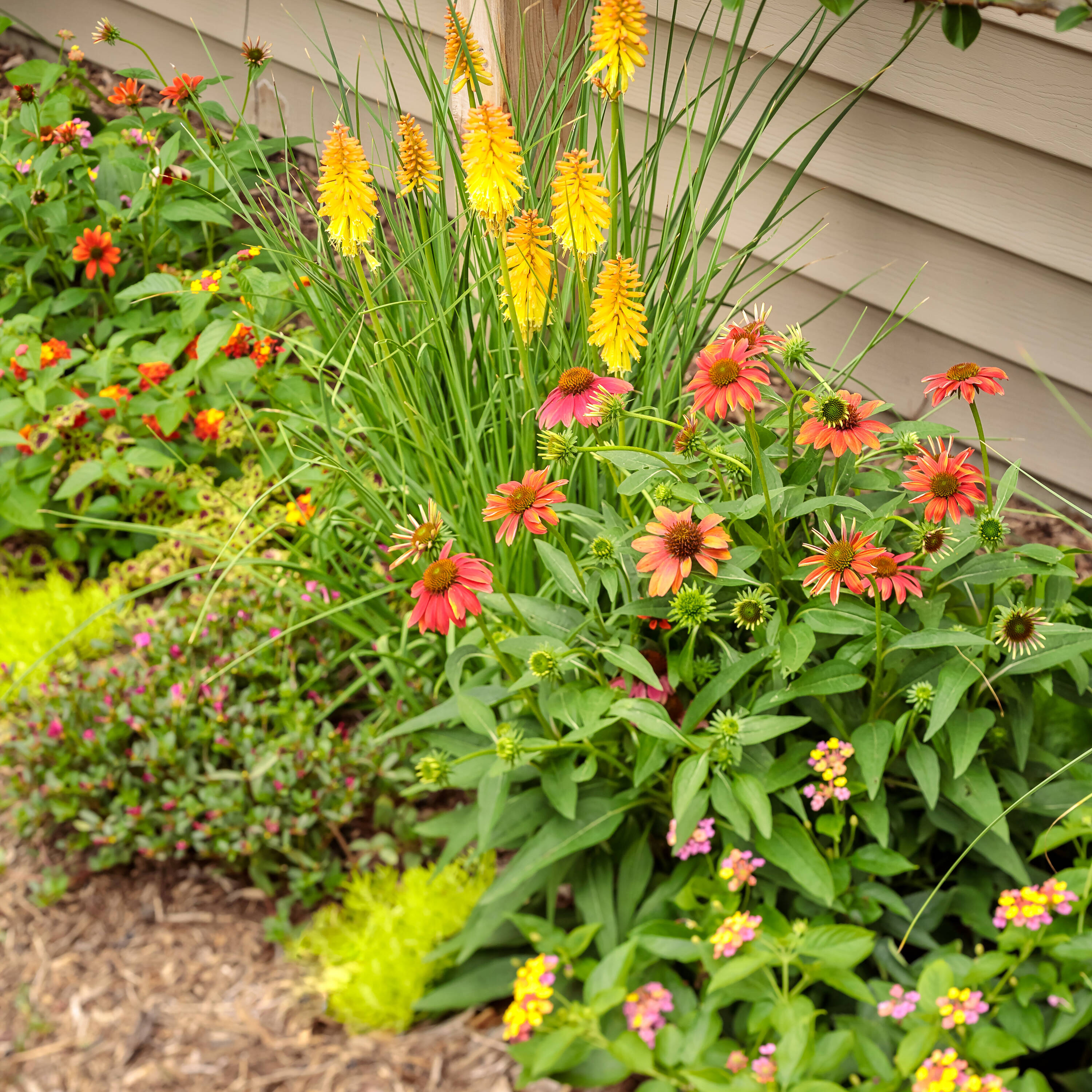 Proven Winners PORPRW1187504 annuals - View #3