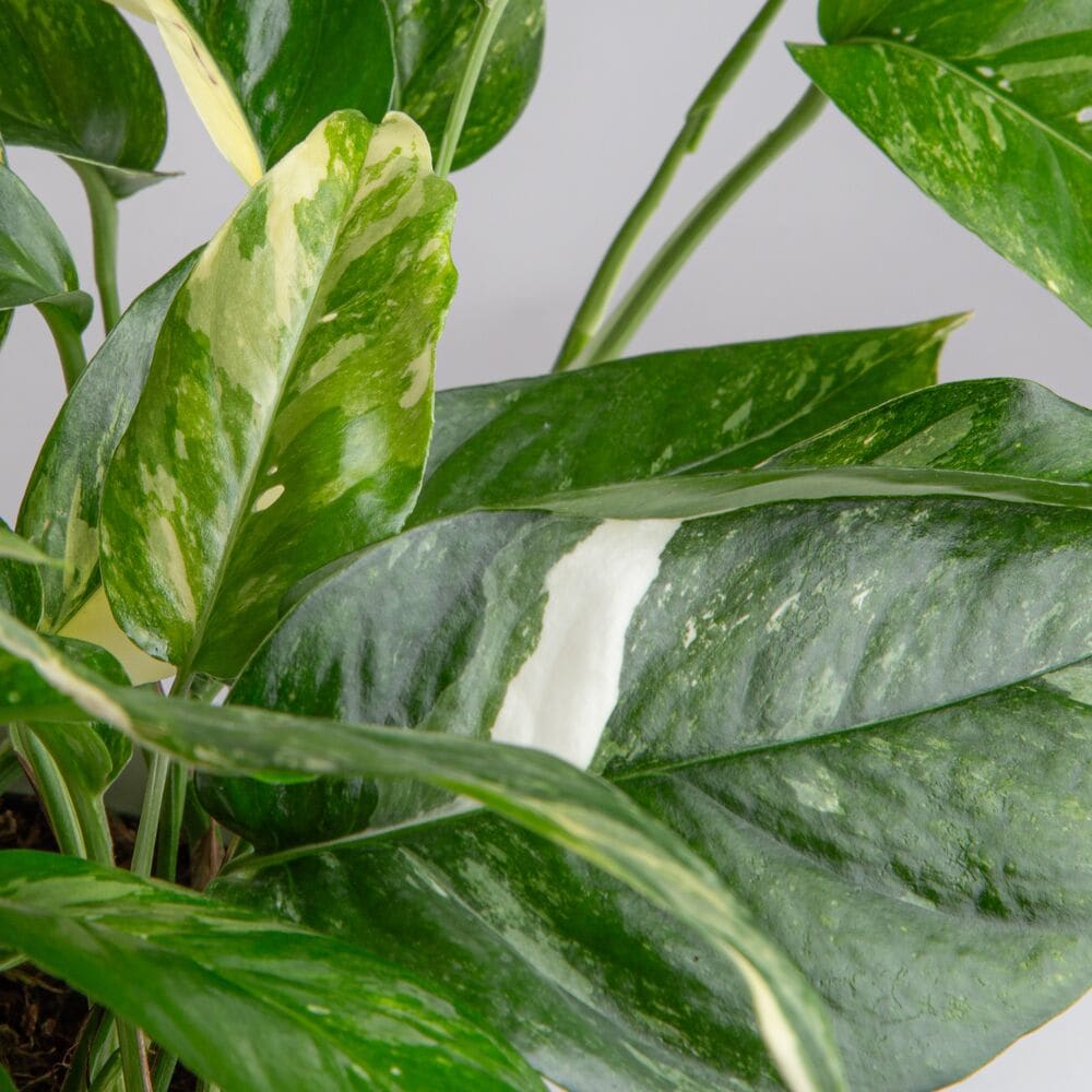 Costa Farms M-ALV-S-MWG-01-LW hseplants - View #3