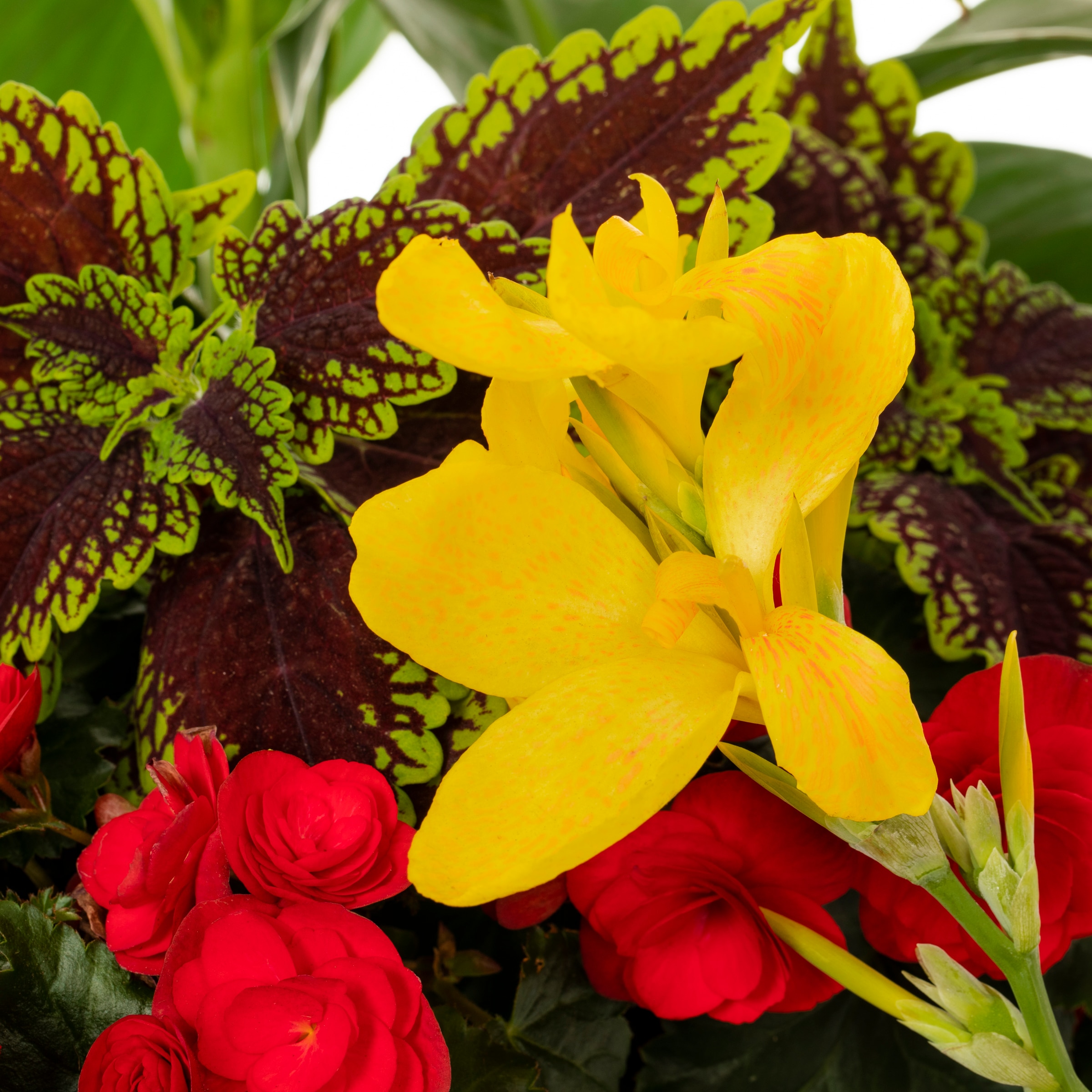 Lowe's NURSERY annuals - View #2