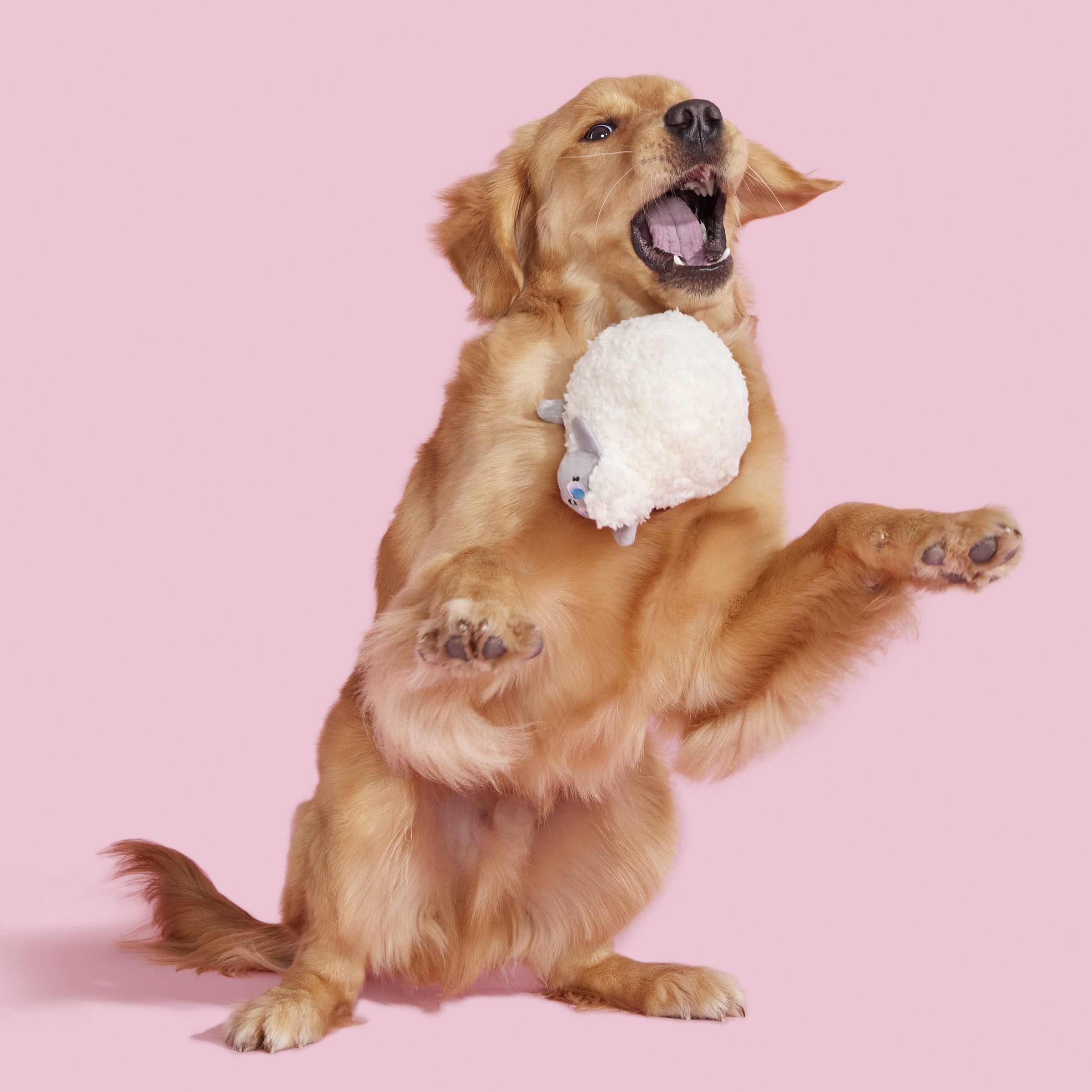 BARK 214273 Dog-Toys - View #5