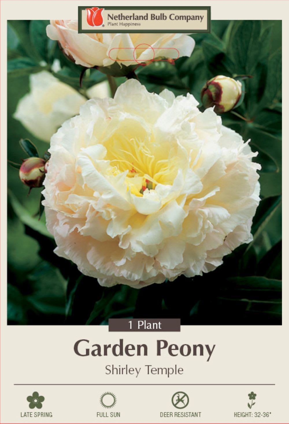 Hirt's Gardens SIMPLE35445 Shirley Temple Peony - Fragrant - Blush pink to white - 2/3 Eye Bareoot