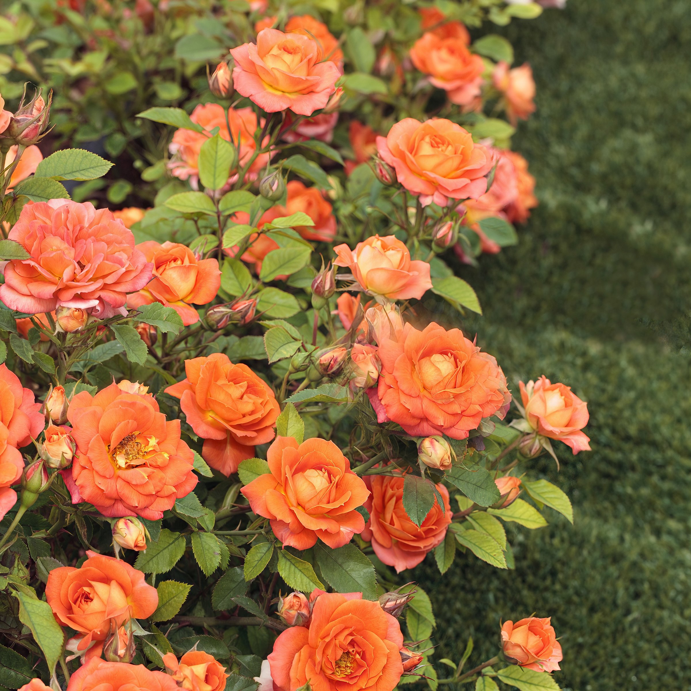 National Plant Network LW2595 roses - View #4
