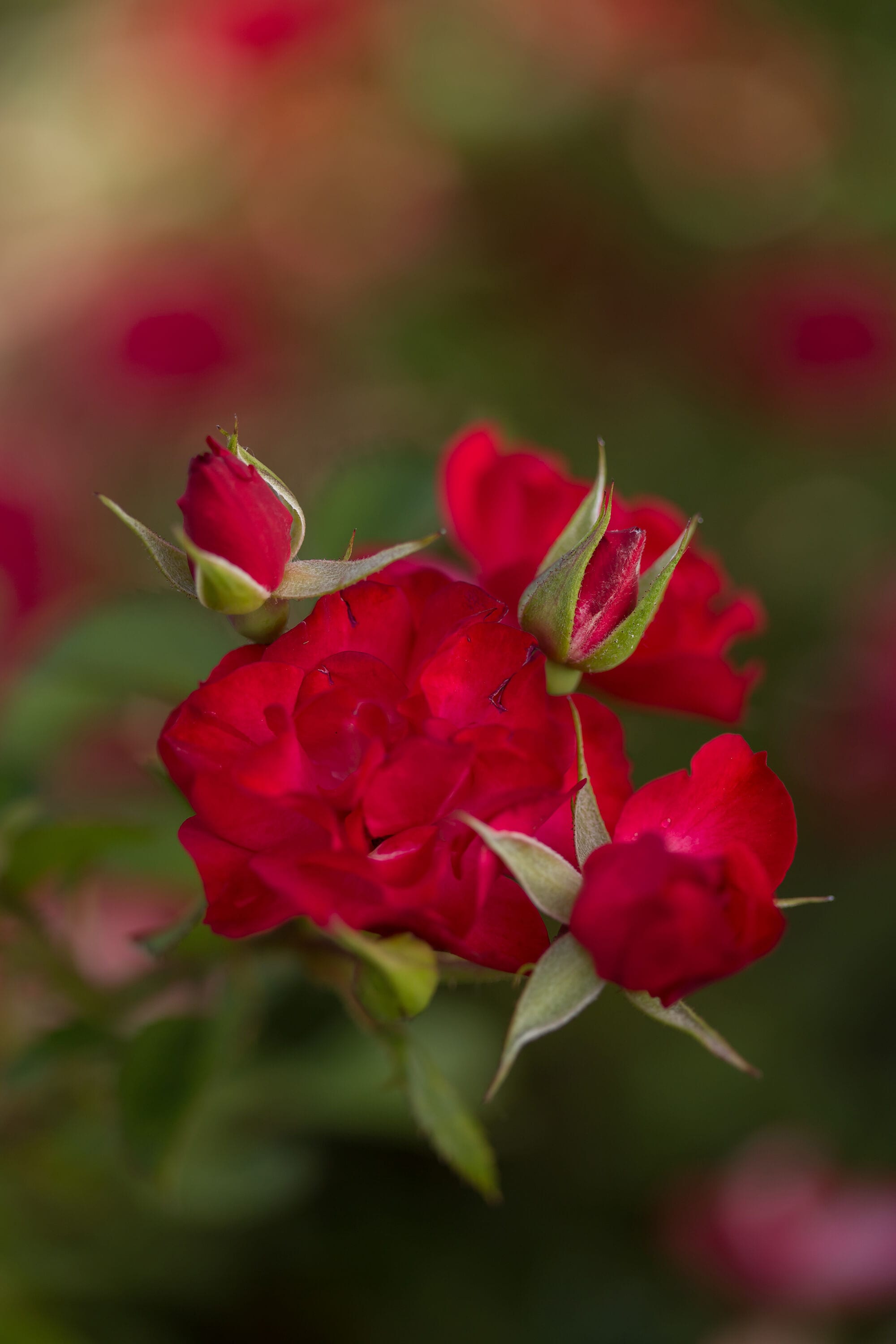 Lowe's NURSERY roses - View #6