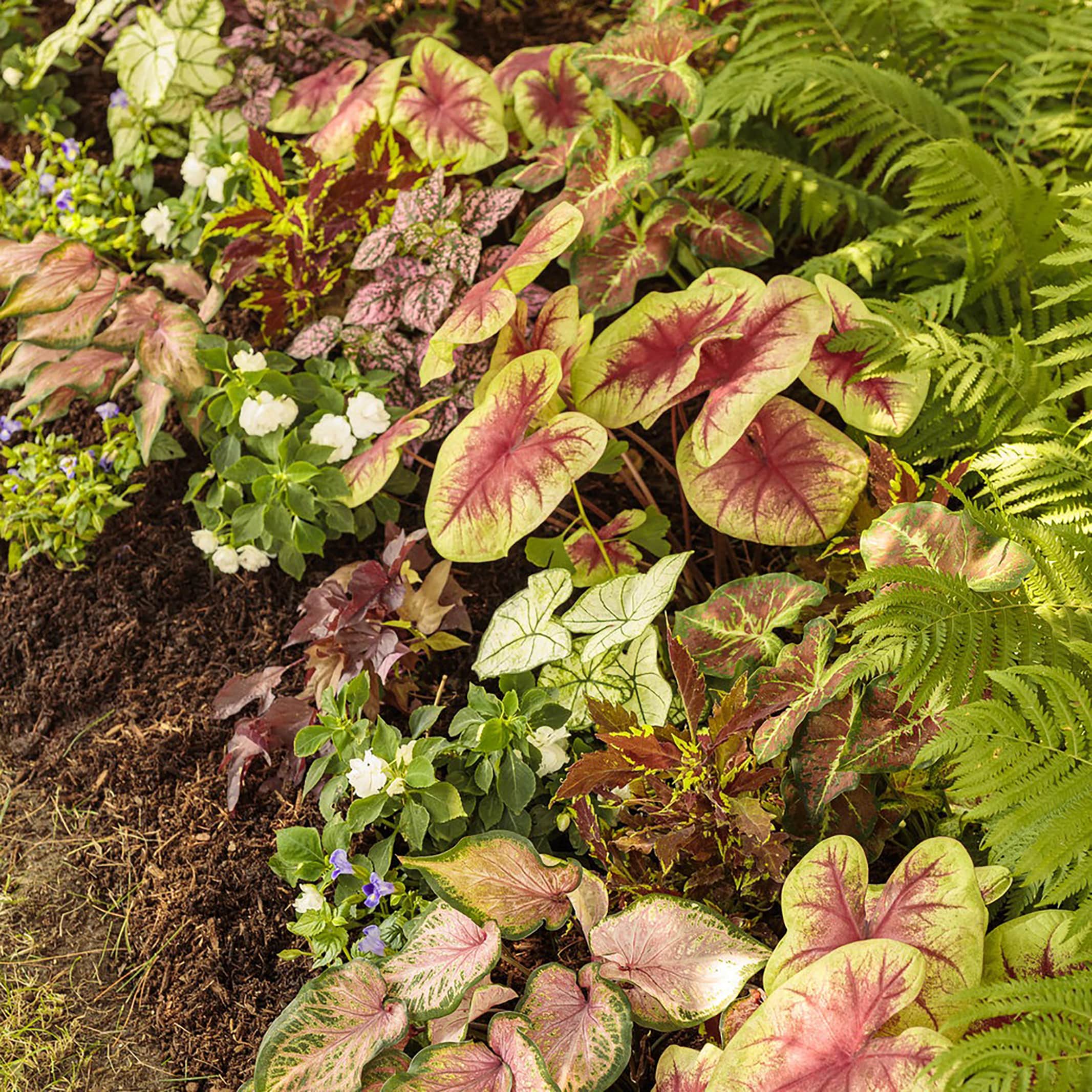 Proven Winners CLDPRW1367800 annuals - View #4
