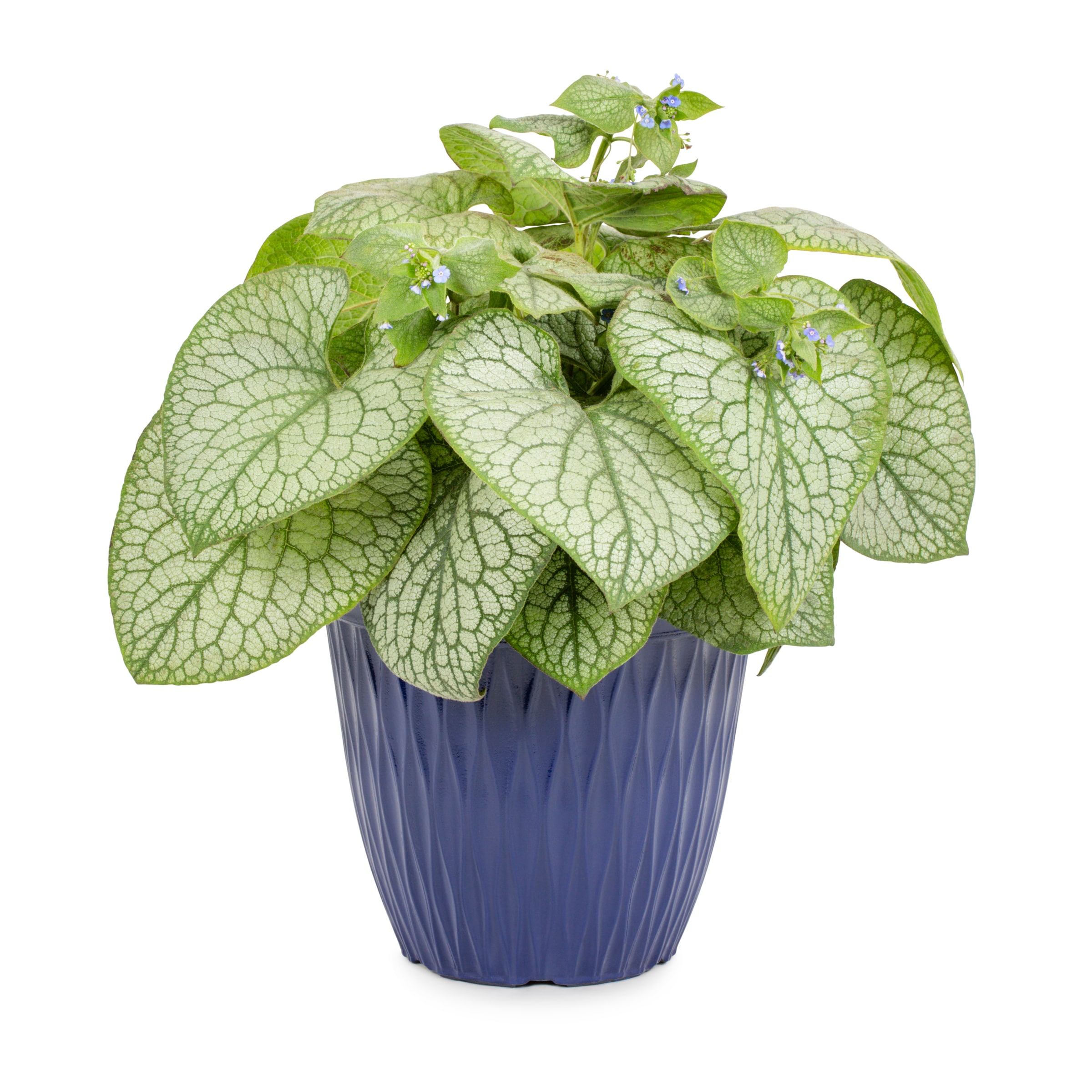 Proven Winner NURSERY Siberian Flowering Shrub in 1 -Gallon Pot 1 -Pack with Blue Blooms