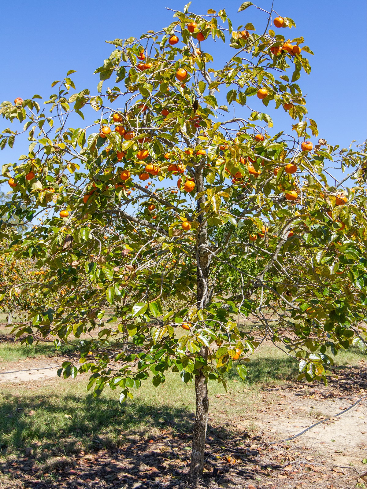 Lowe's Fuyu Persimmon Tree (Diospyros kaki 'Fuyu') - Medium Growth Rate,  Full Sun, Fruit-Bearing, Ornamental Tree in the Fruit Plants department at