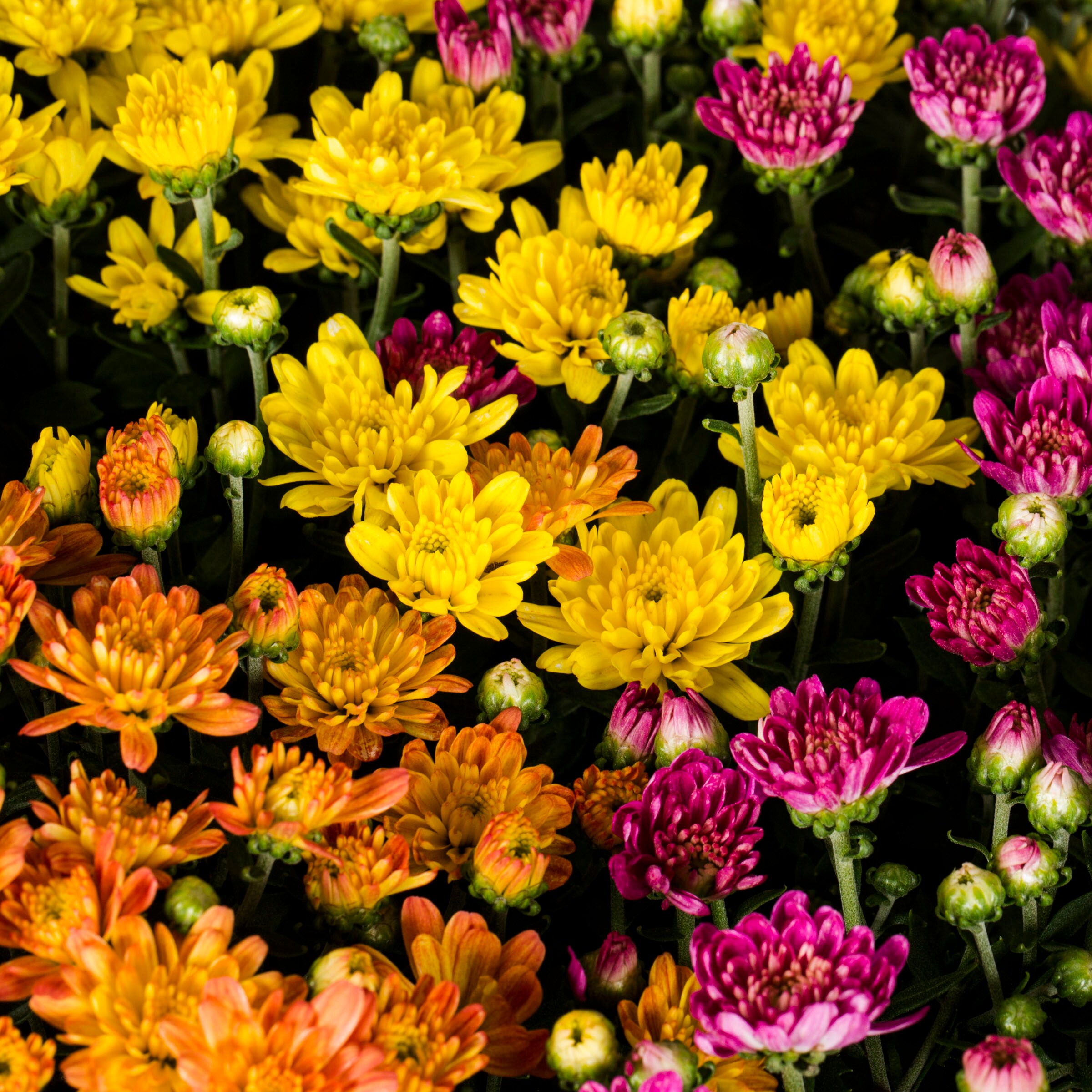 Lowe's NURSERY annuals - View #2