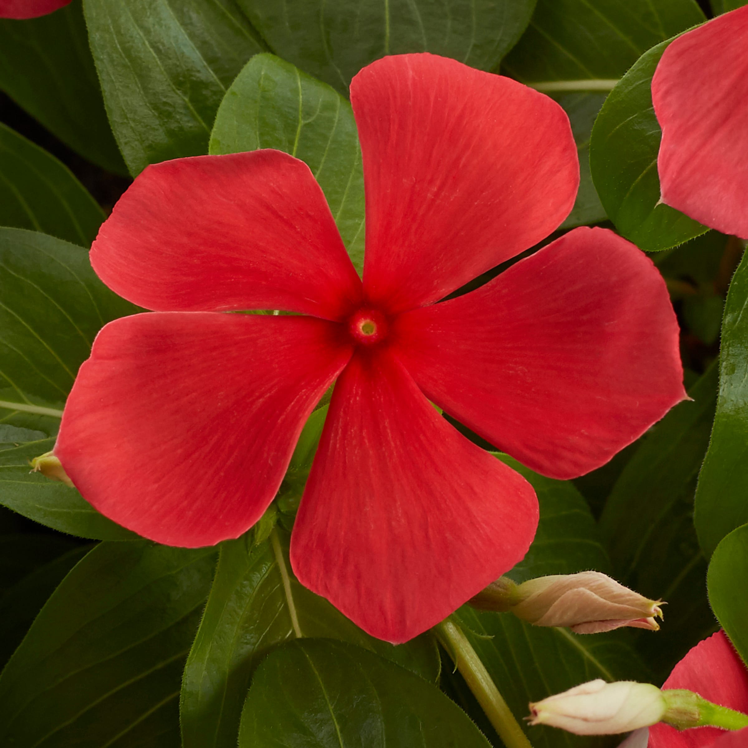 Lowe's 1527852 annuals - View #2