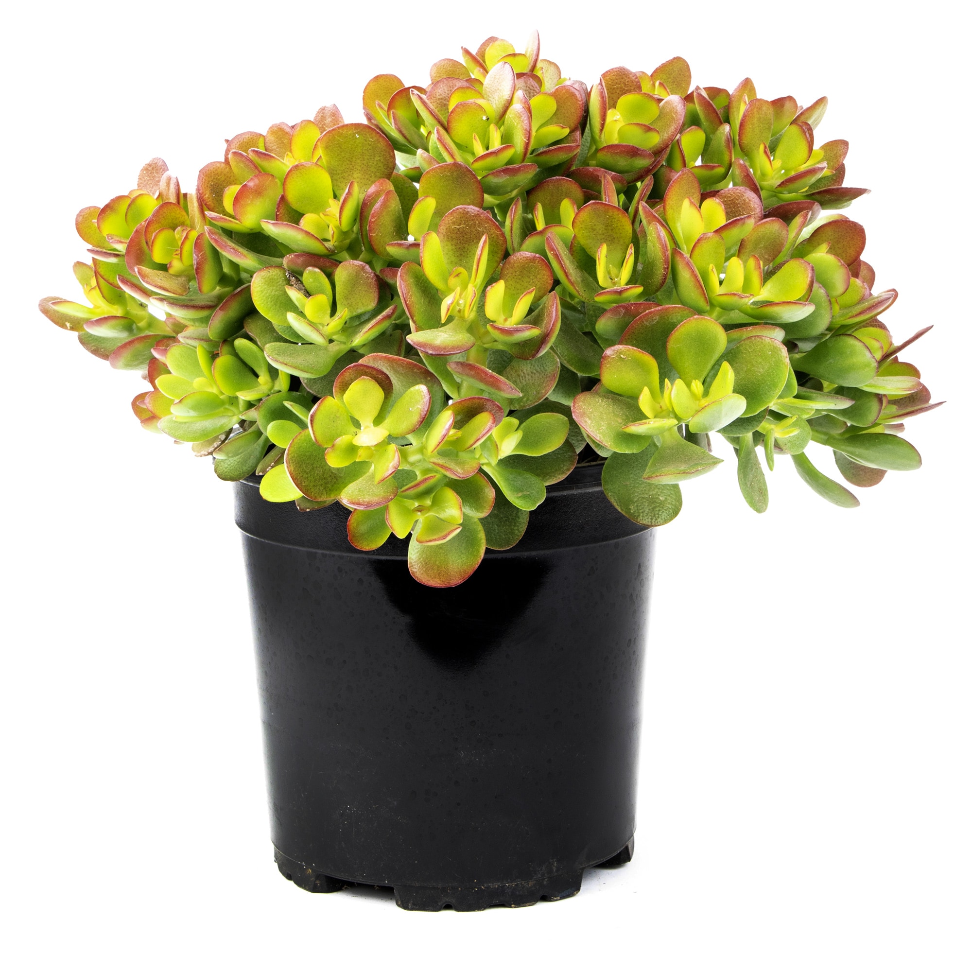 Lowe's 5483739 CRASSULA JADE in 1 Pint Pot 1 -Pack