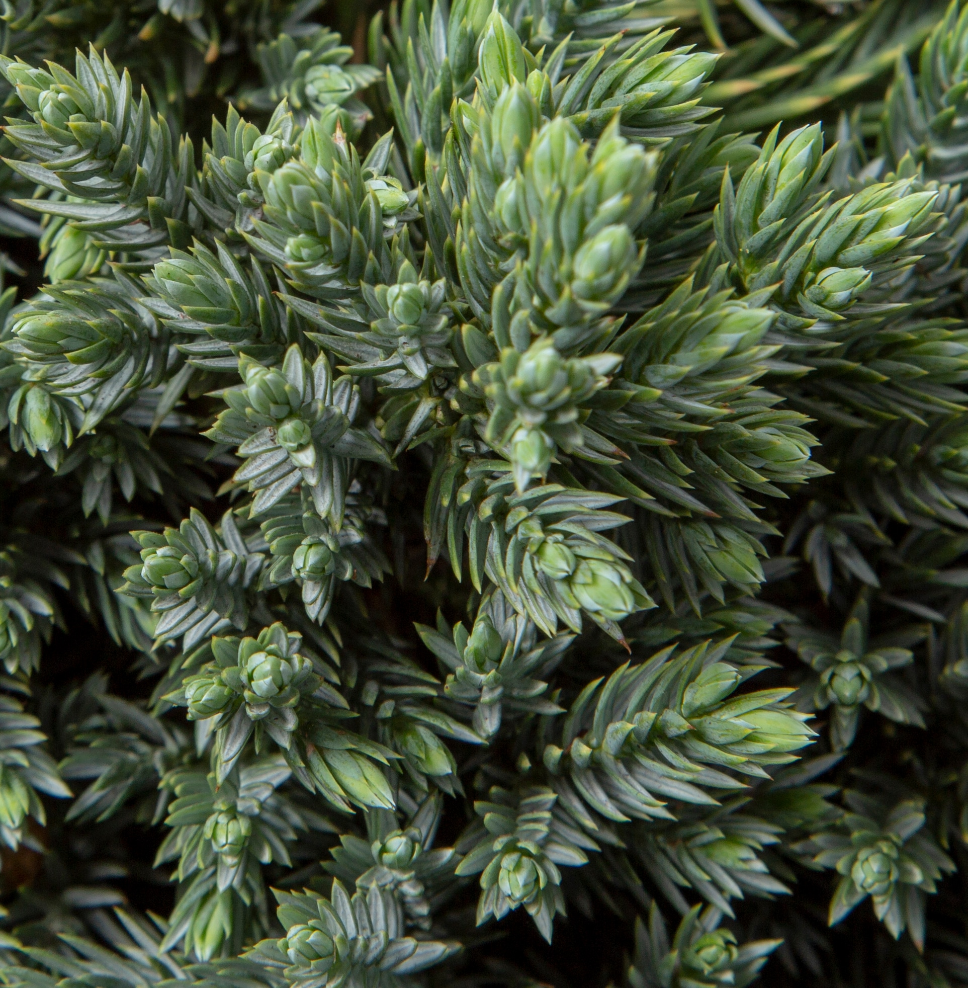 Lowe S Juniper Blue Star Accent Shrub In 1 5 Gallon Pot In The Shrubs   48422794 