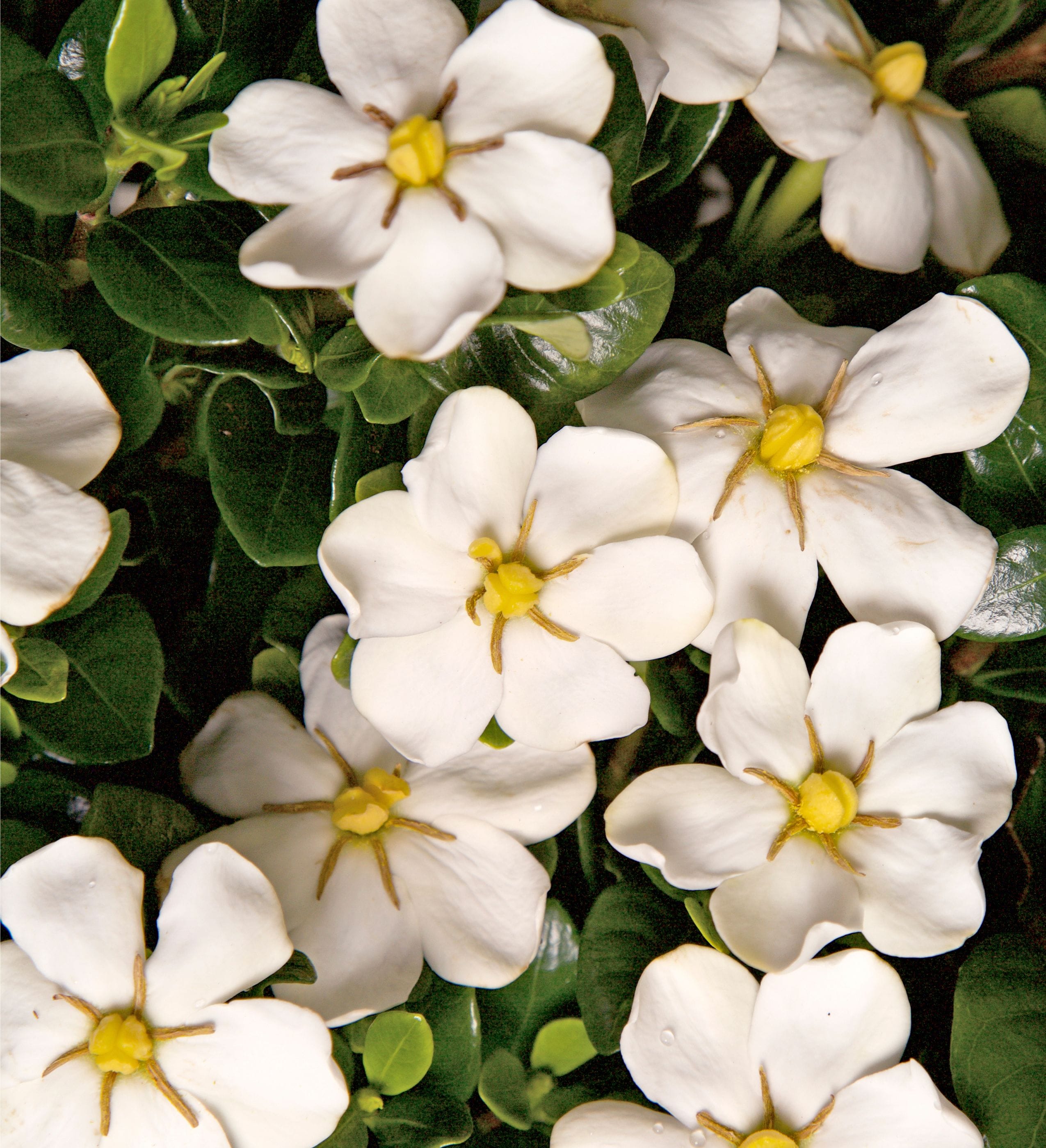 Southern Living Plant Collection 2102Q-2 shrubs - View #6
