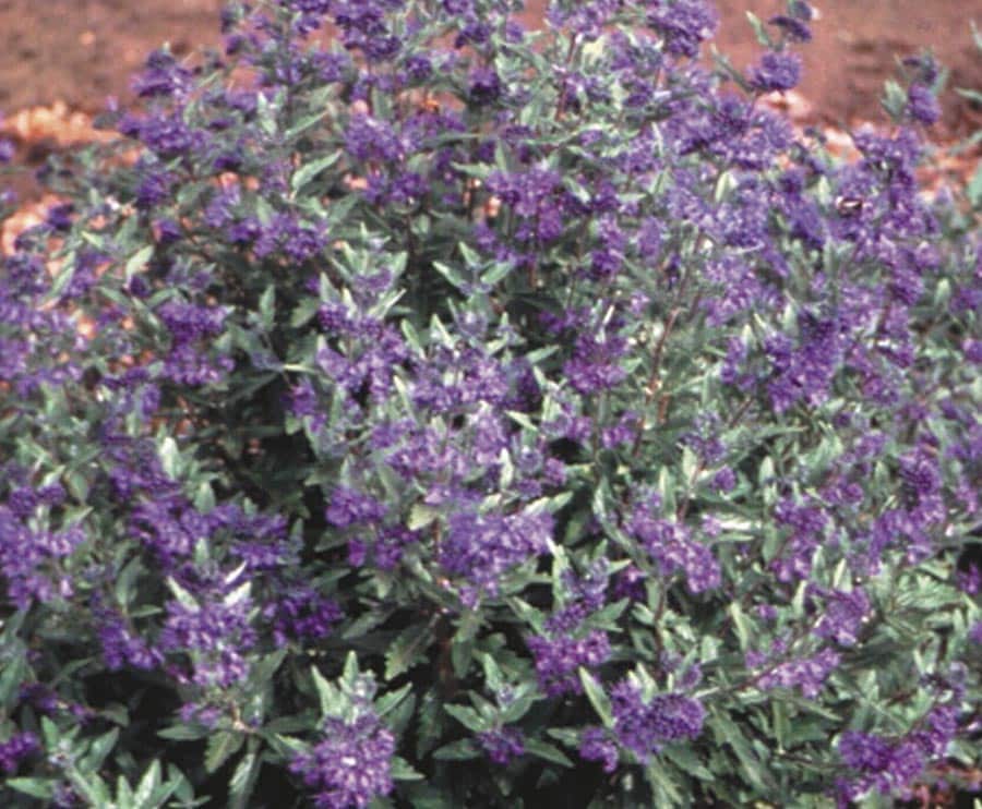 Lowe's 442387 Blue Bluebeard Plant in 1 -Gallon Pot