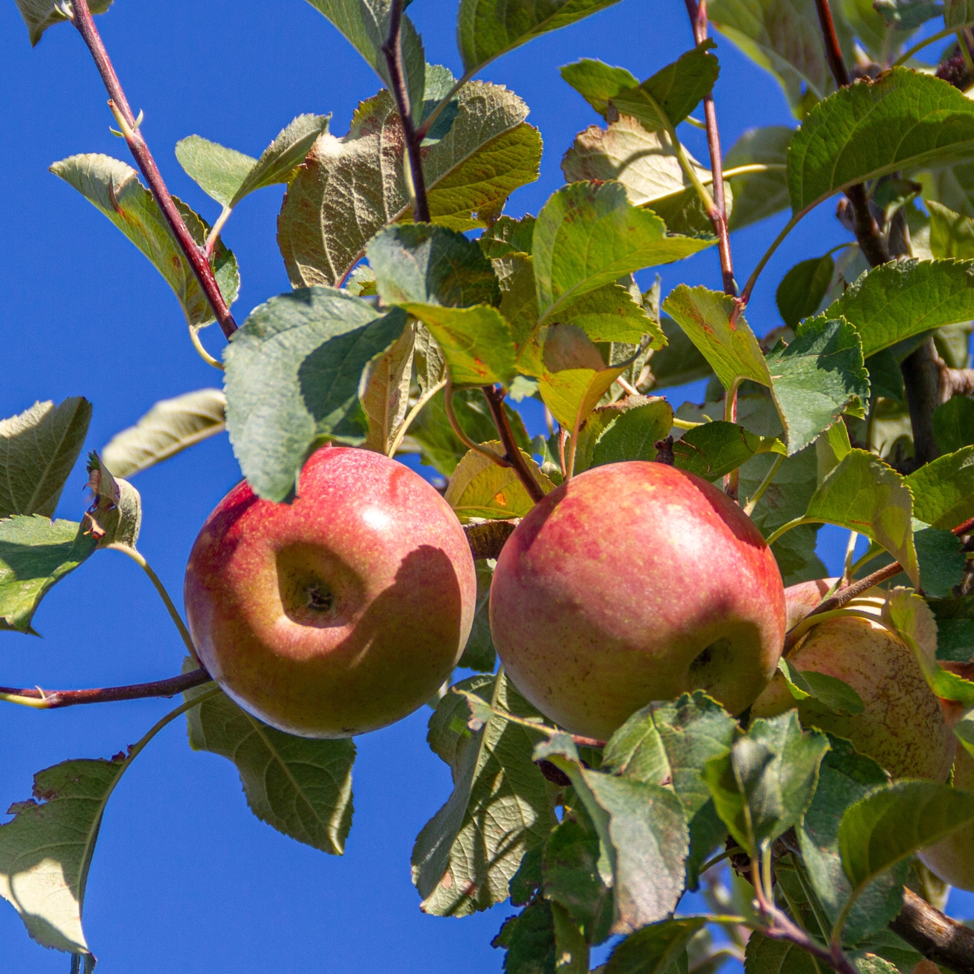 Frantz Wholesale Nursery 31313 5 -Gallon White Fruit Fuji Apple In pot (with soil)