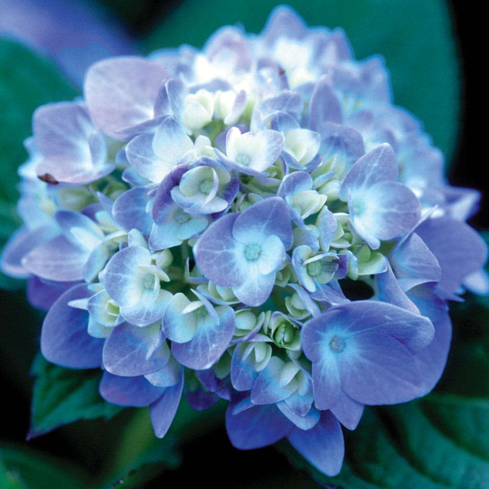 Plants Presses Real Paniculata Flowers Artificial Flowers for Markers - 6  Blue