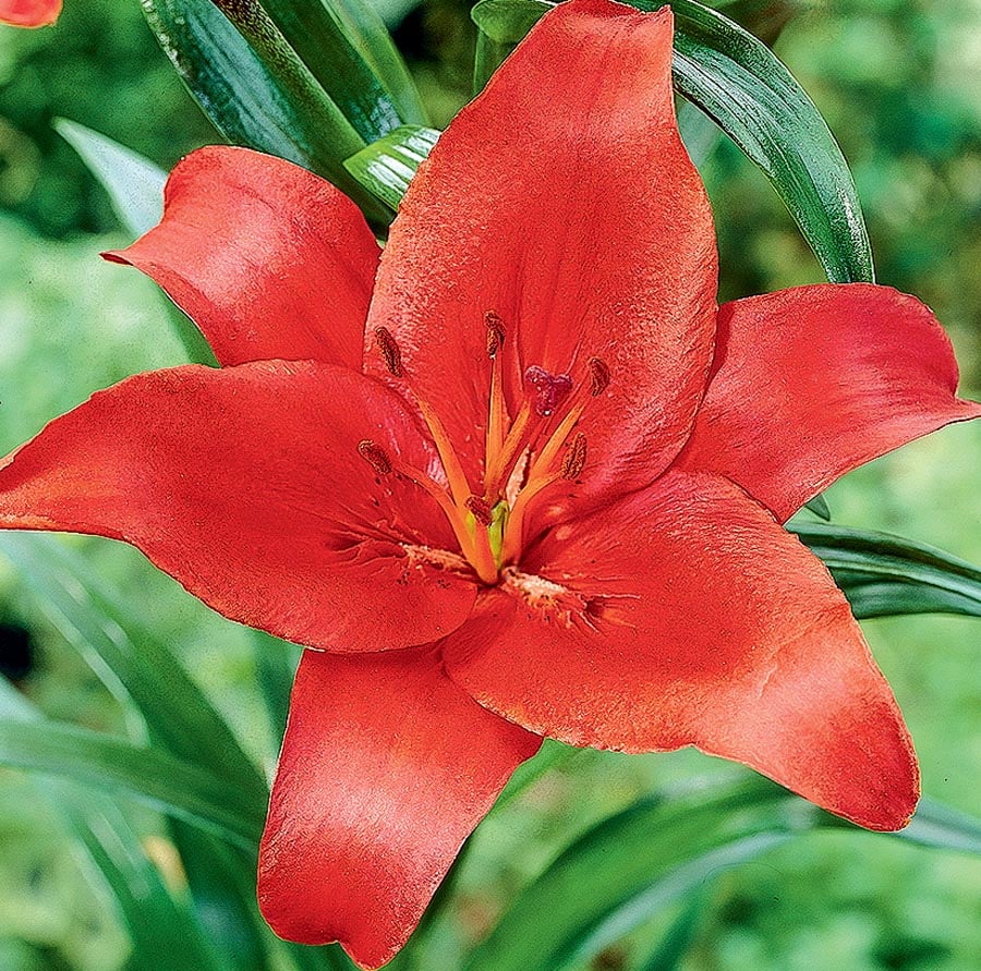 Lowe's 23192P Red Prunotto Lily Bulbs 6 Count