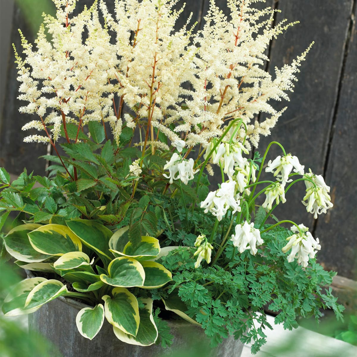 Van Zyverden 83614 Multicolor White Shade Perennial Patio Bulbs 3 Count