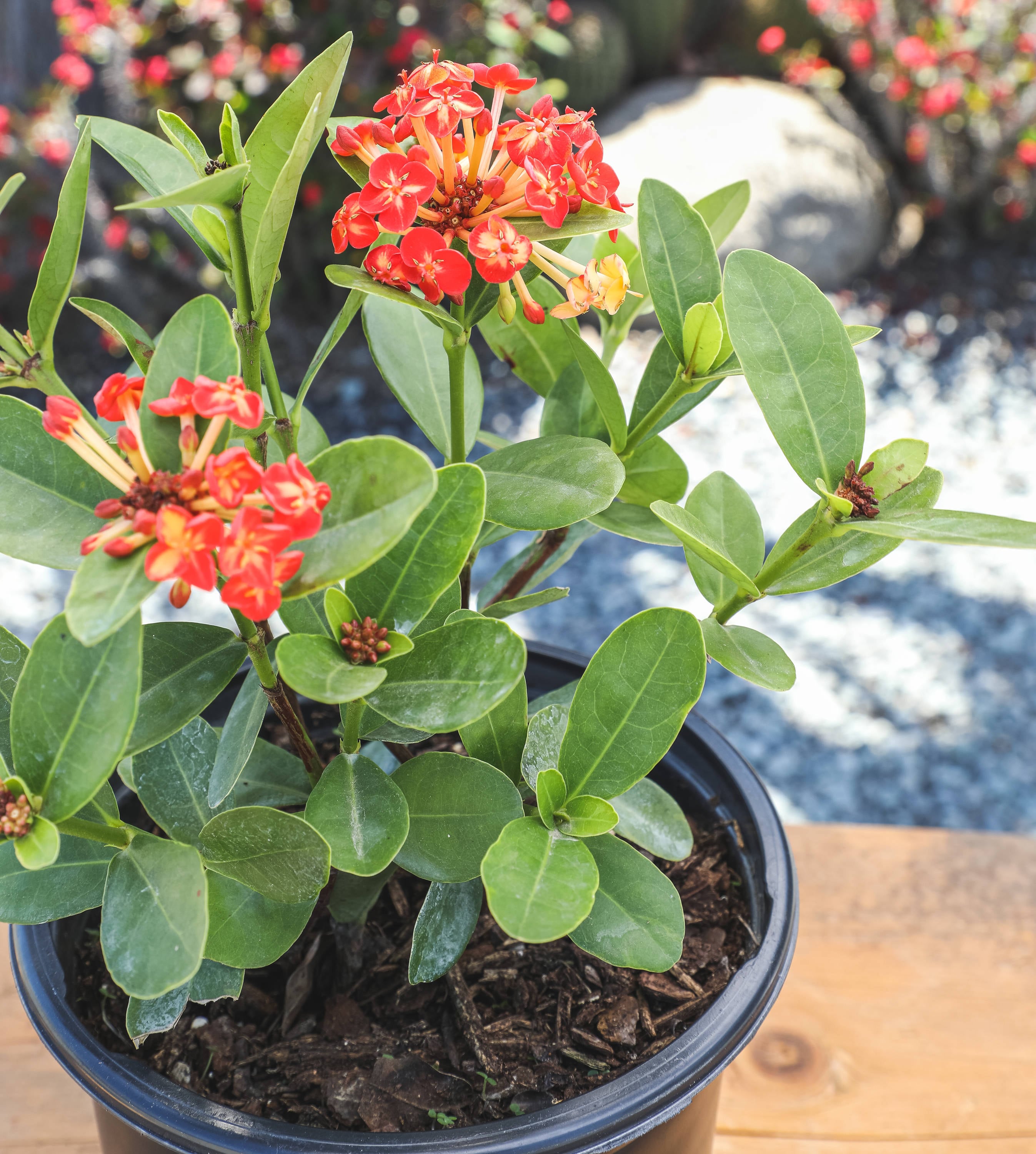 Lowe's NURSERY shrubs - View #2