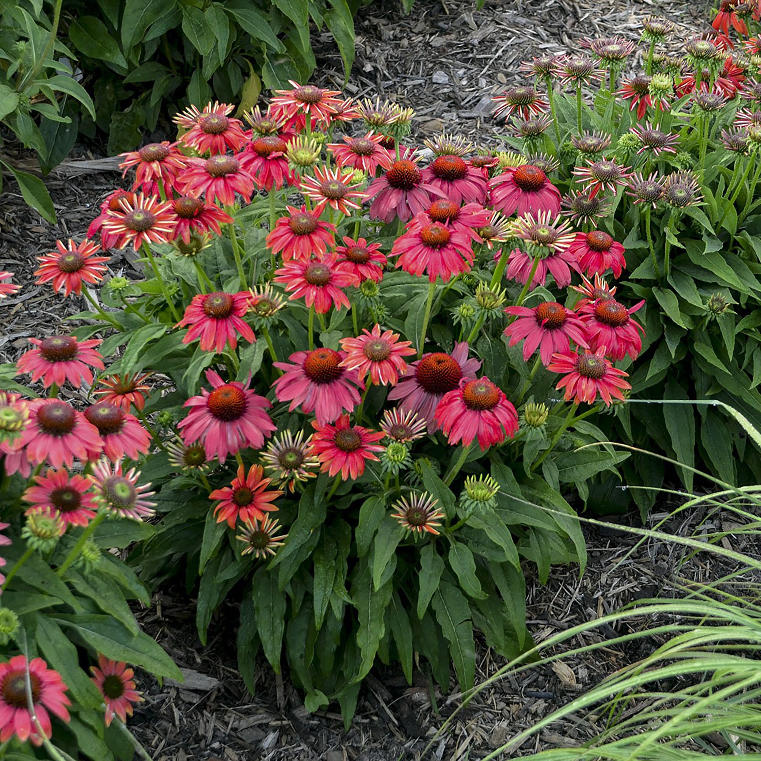 Proven Winners ECHPWP2026102 perennials - View #5