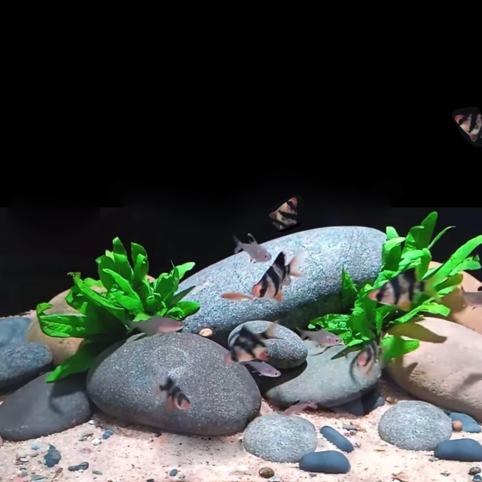 Wudkey L4-YP5B7C Landscaping-Rock - View #5