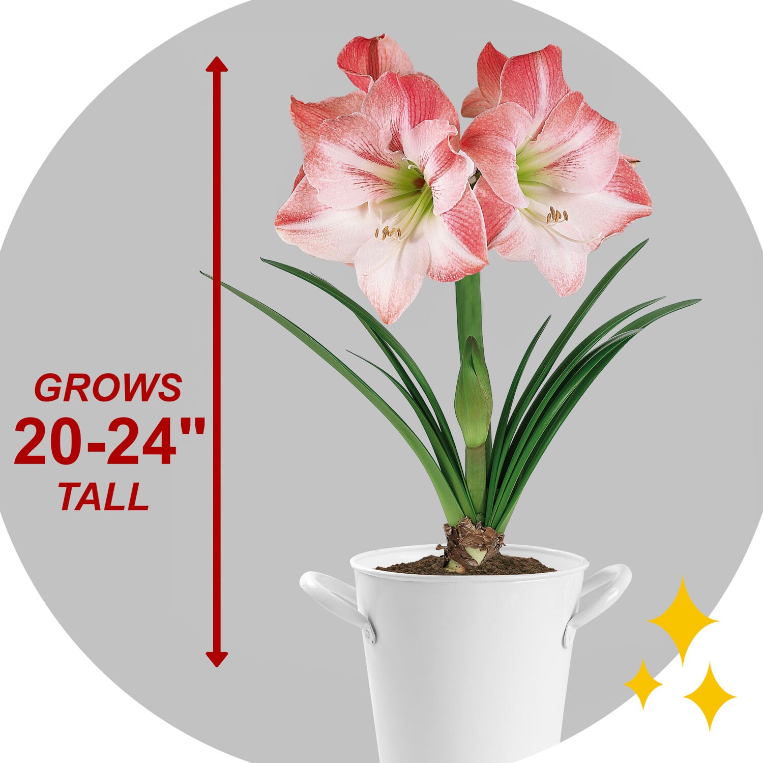 Garden State Bulb ECH-30-03-01 Plant-Bulbs - View #3
