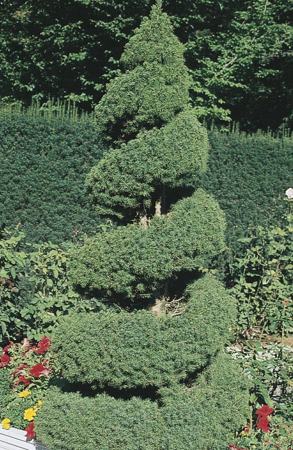  NURSERY 6-Gallon Insignificant Feature Tree Spiral Dwarf Alberta Spruce