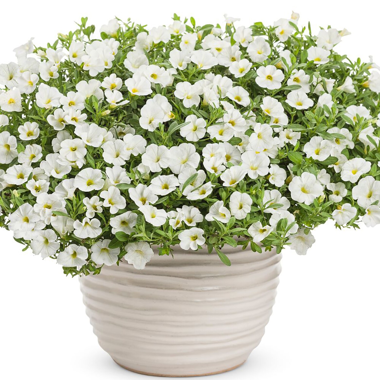 Proven Winners BELPRW0017504 annuals - View #3