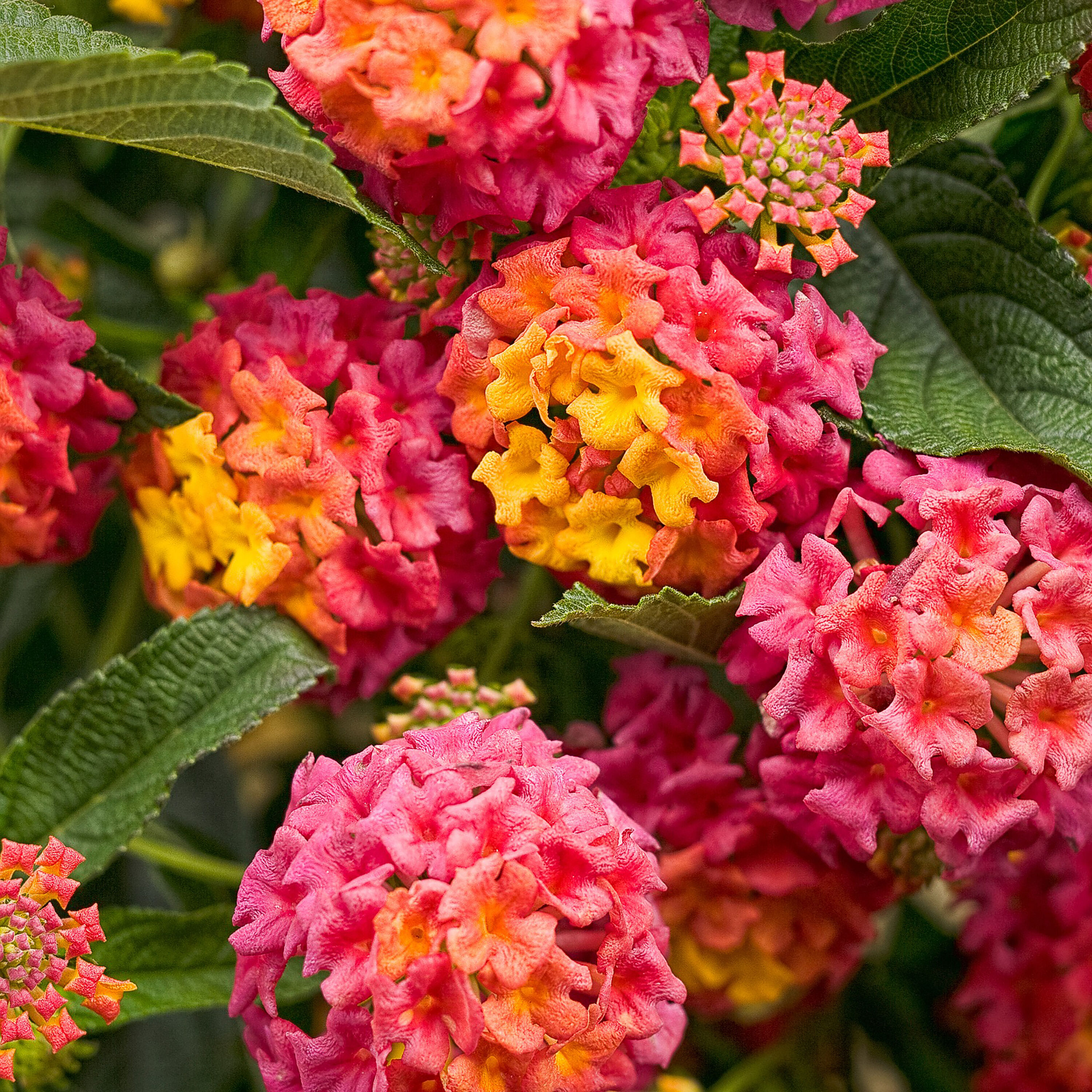Proven Winners LANPRW2047504 Multicolor Luscious Berry Blend Lantana in 4.25-in Pot