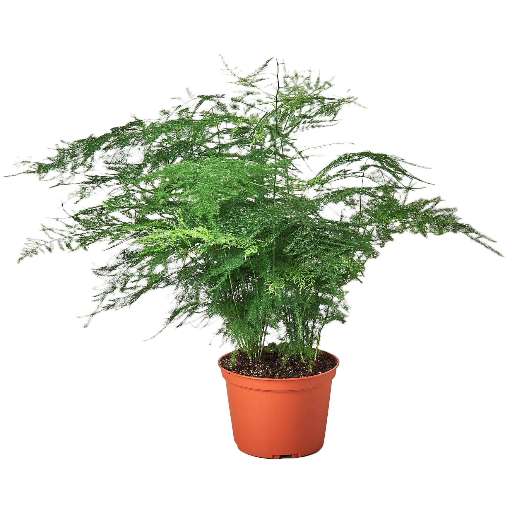 House Plant Shop 6-FERN-SPRENGERI Asparagus Fern House Plant in 1-Pack Pot