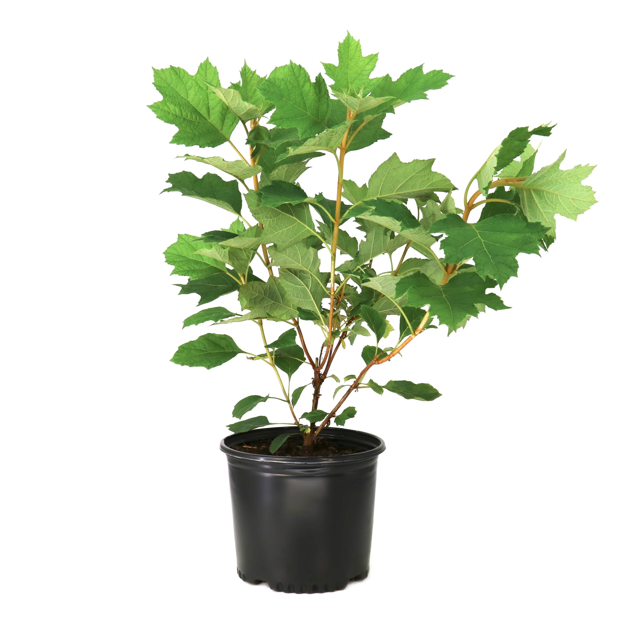 3 -Gallon Snow Queen Oakleaf Hydrangea Flowering Shrub with Multicolor Blooms 1 -Pack