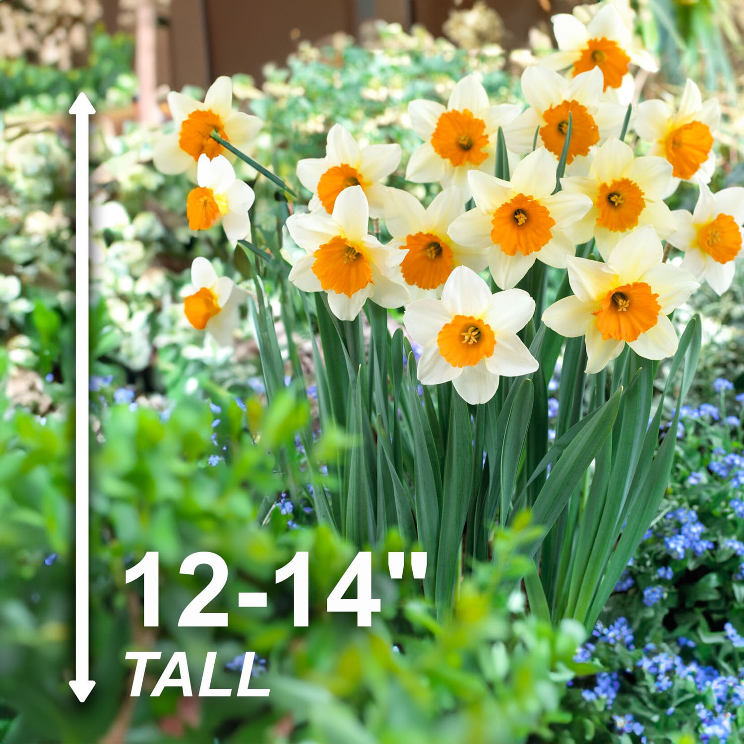 Garden State Bulb ECF-114-25-01 Plant-Bulbs - View #3