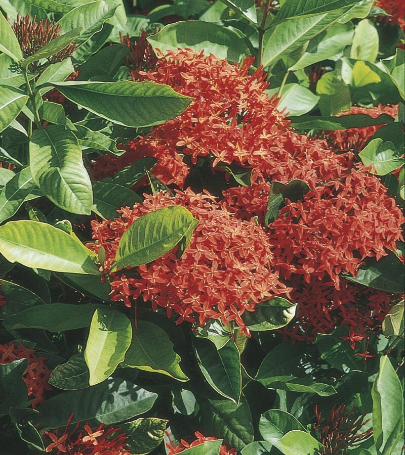 Lowes Orange Maui Ixora Flowering Shrub In Pot With Soil At