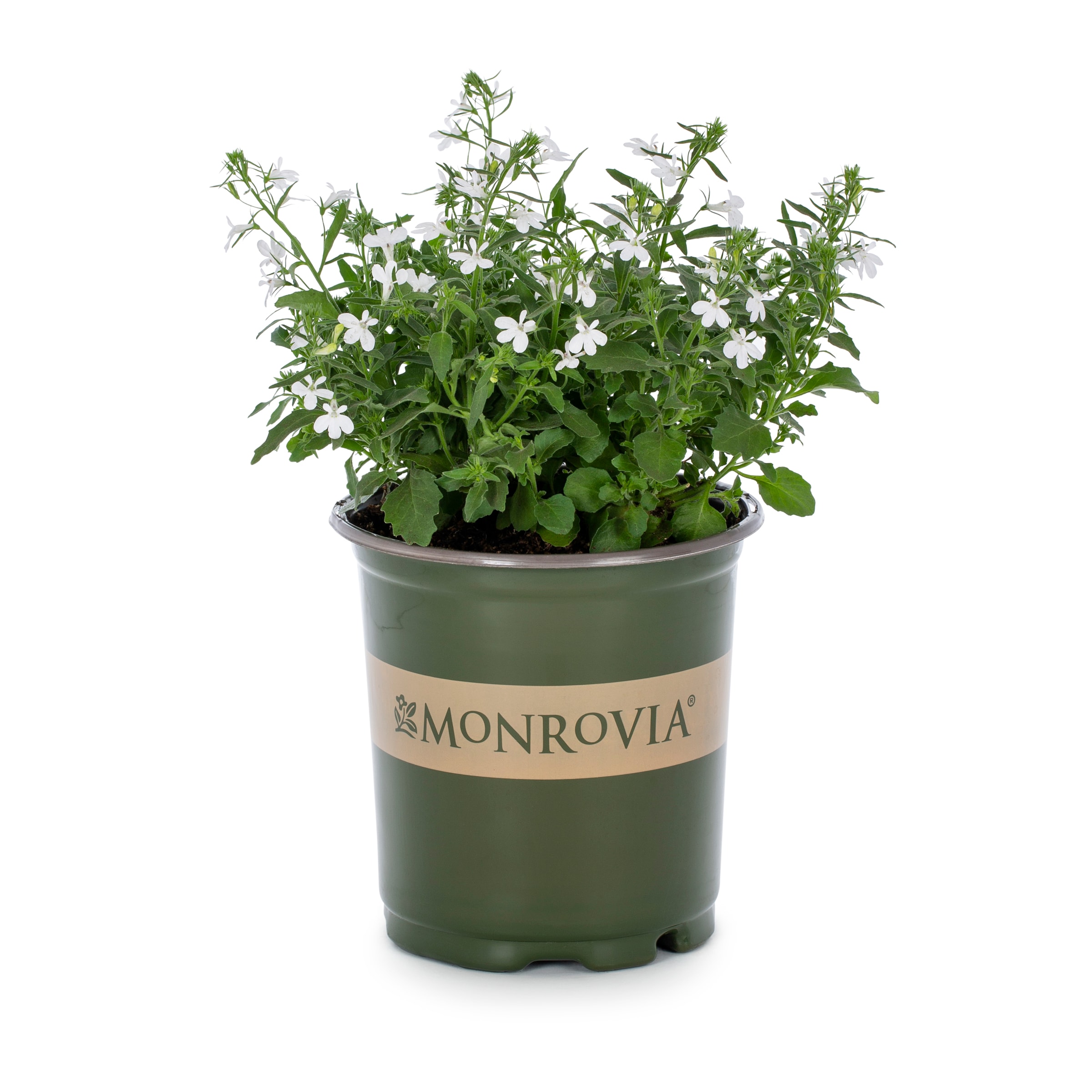 Lowe's NURSERY White Snow White Lobelia in 2.50 Quart(s) Pot