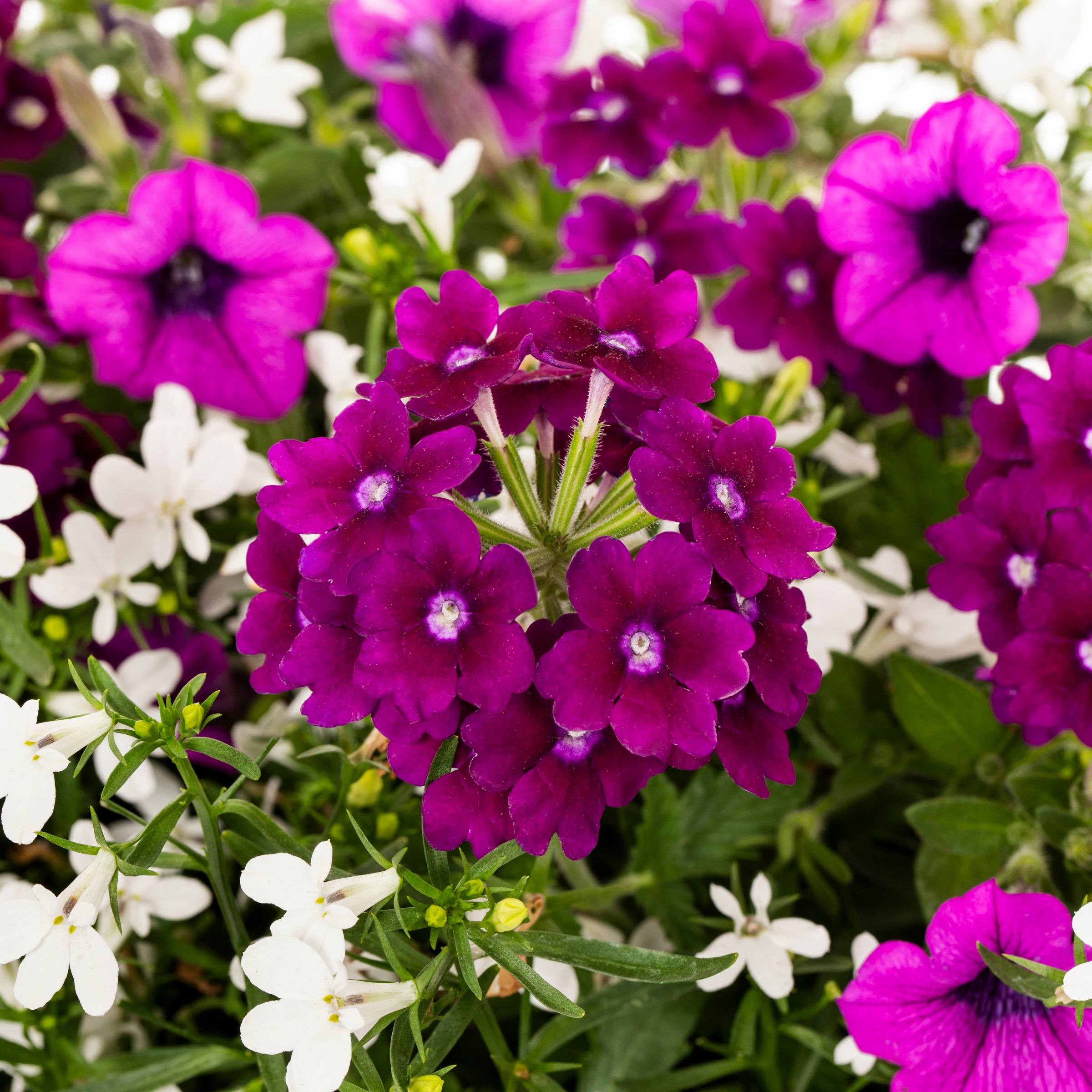 Ready Refill NURSERY annuals - View #2