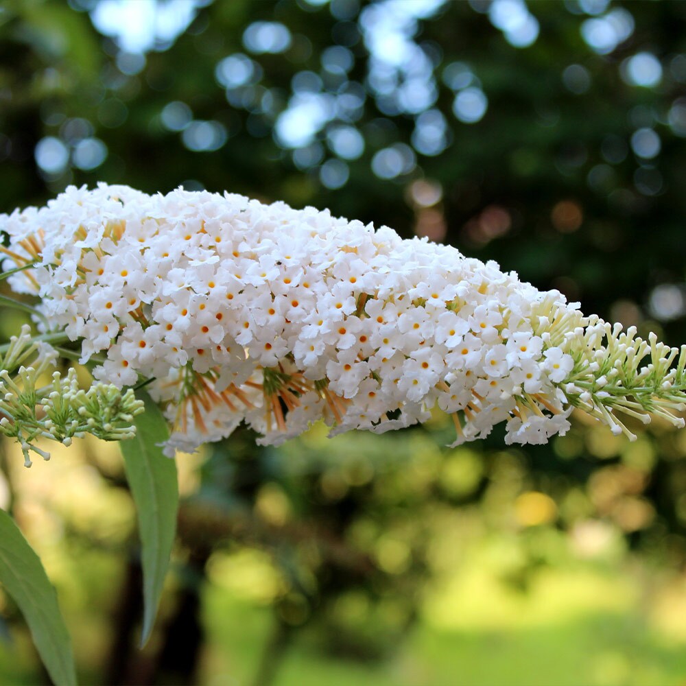 Brighter Blooms 13002 trees - View #4