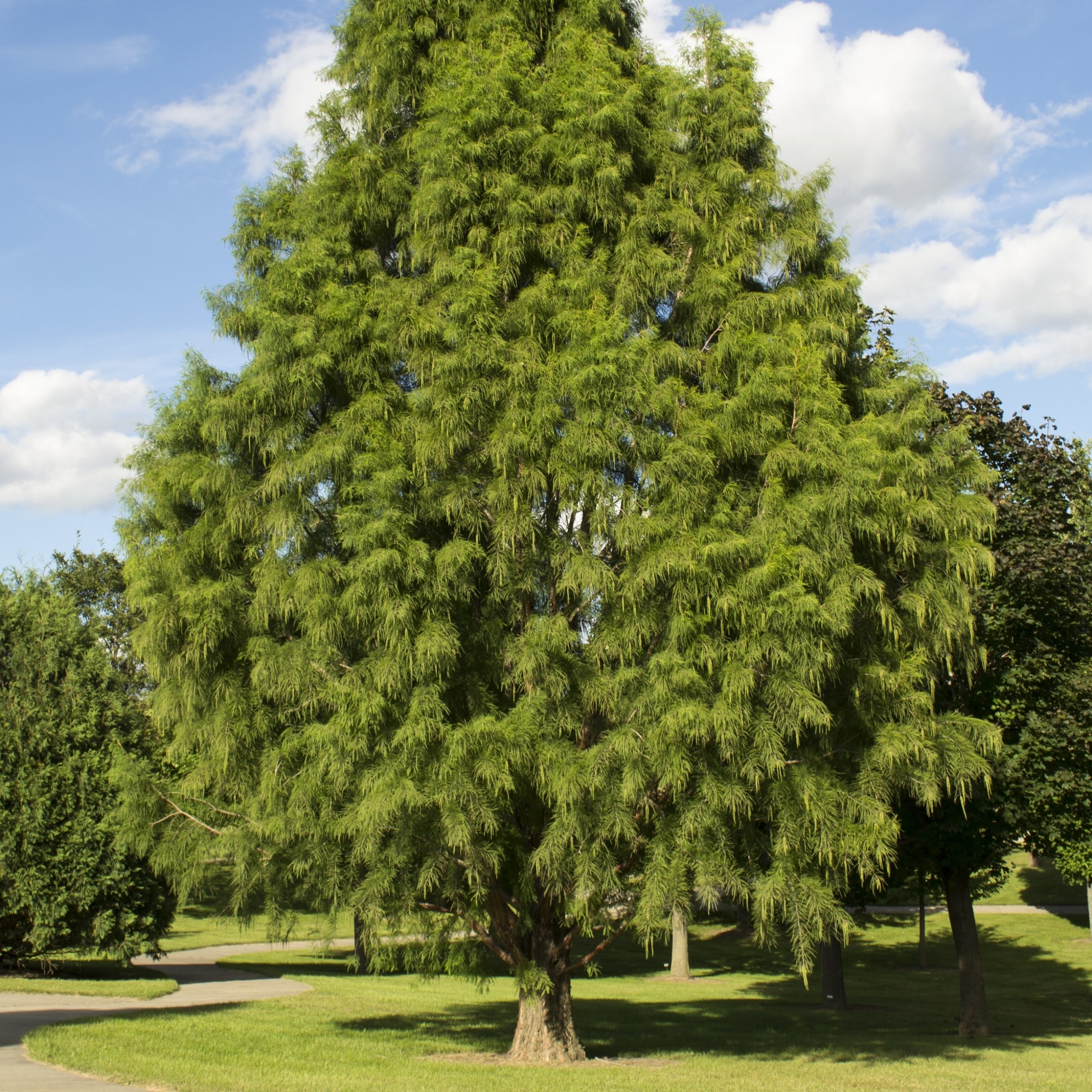 National Plant Network LW1001 trees - View #3
