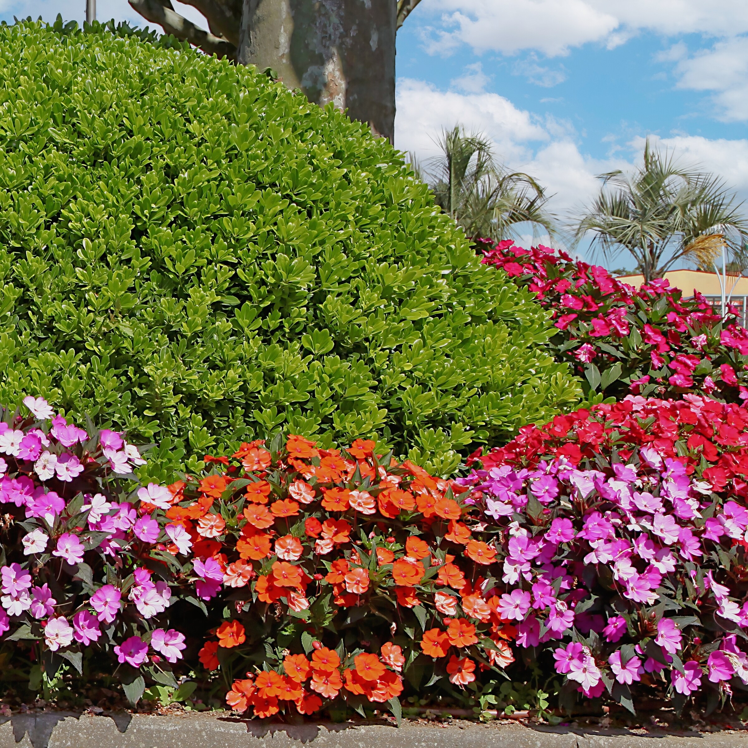 National Plant Network LW1557 annuals - View #2