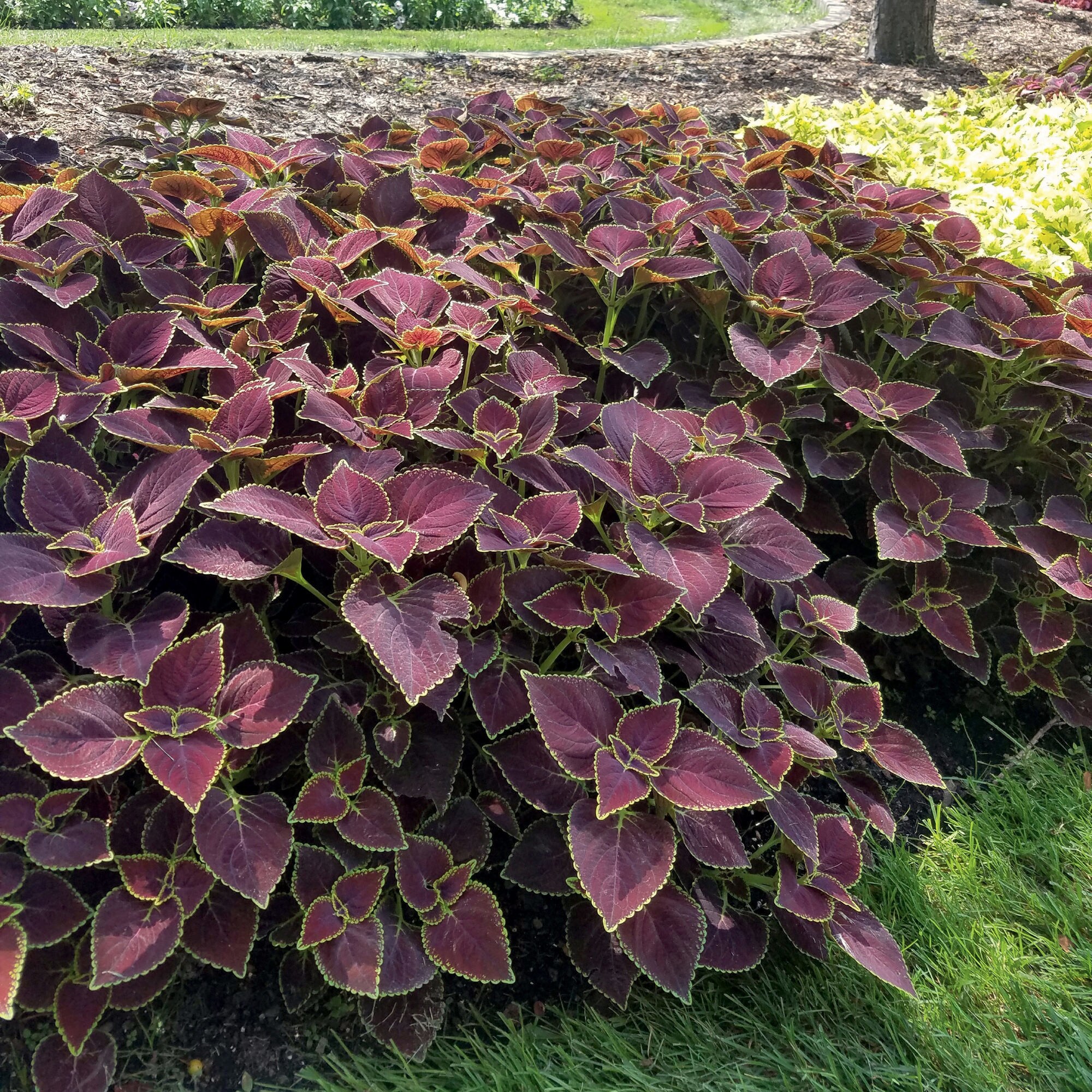 Miracle-Gro 25-523914 annuals - View #4